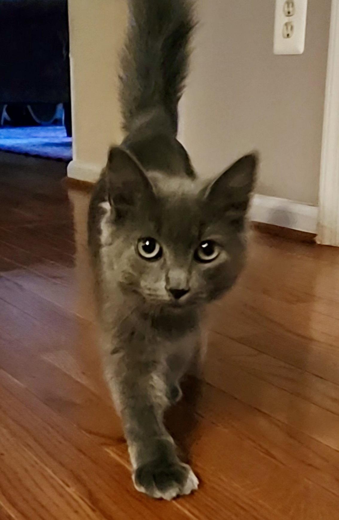 Enlarge Tiki (Hemingway Polydactyl), a Adopted mixed breed in Reston, VA image 1/3