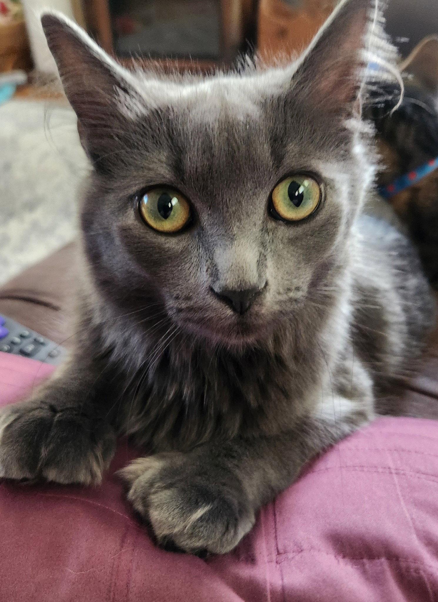 Enlarge Tiki (Hemingway Polydactyl), a Adopted mixed breed in Reston, VA image 2/3