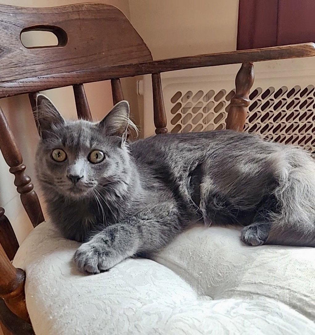 Enlarge Tiki (Hemingway Polydactyl), a Adopted mixed breed in Reston, VA image 3/3
