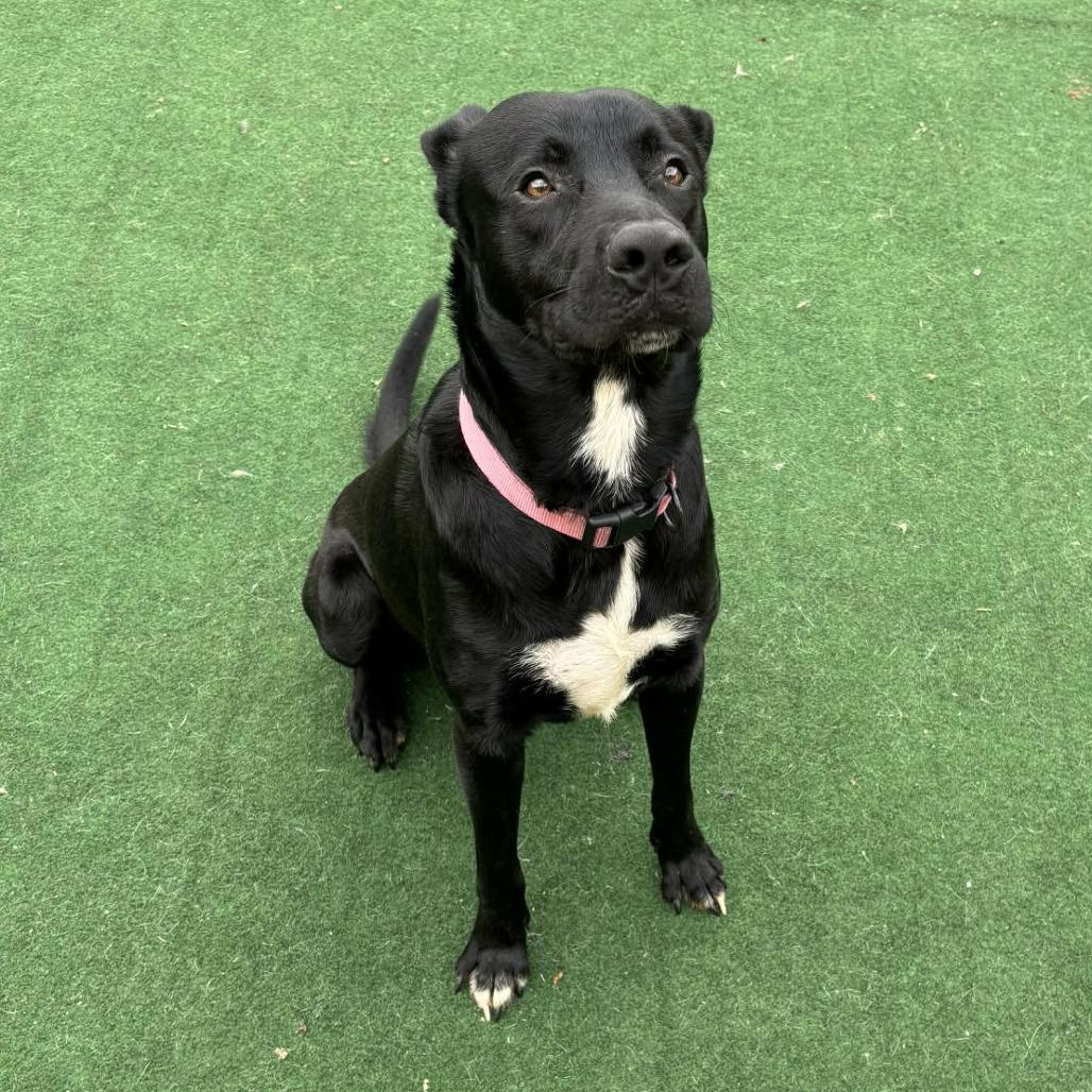 Enlarge Obi, a Adoptable Black Labrador Retriever in Beaumont, TX image 1/6