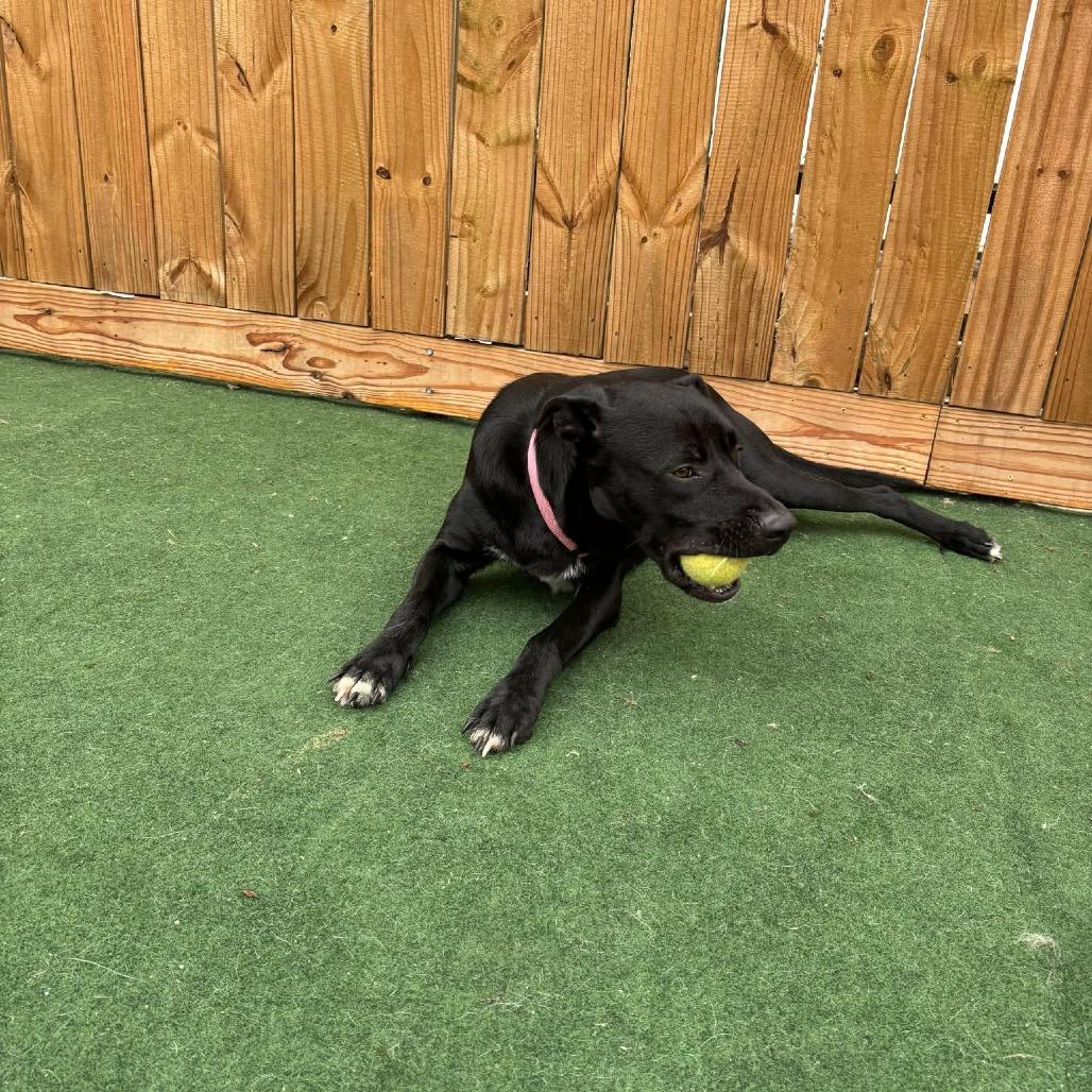 Enlarge Obi, a Adoptable Black Labrador Retriever in Beaumont, TX image 2/6