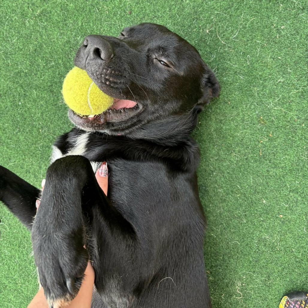 Enlarge Obi, a Adoptable Black Labrador Retriever in Beaumont, TX image 4/6