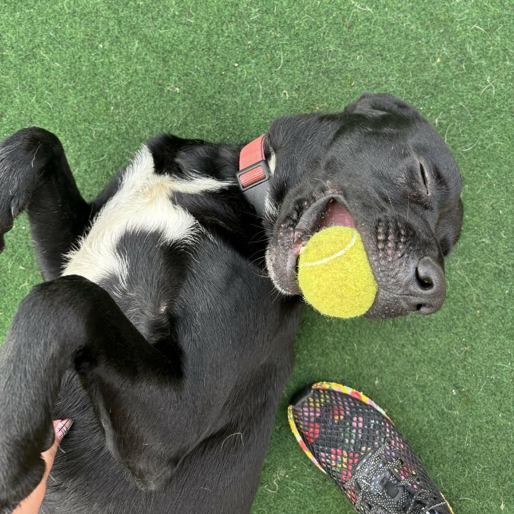 Enlarge Obi, a Adoptable Black Labrador Retriever in Beaumont, TX image 6/6