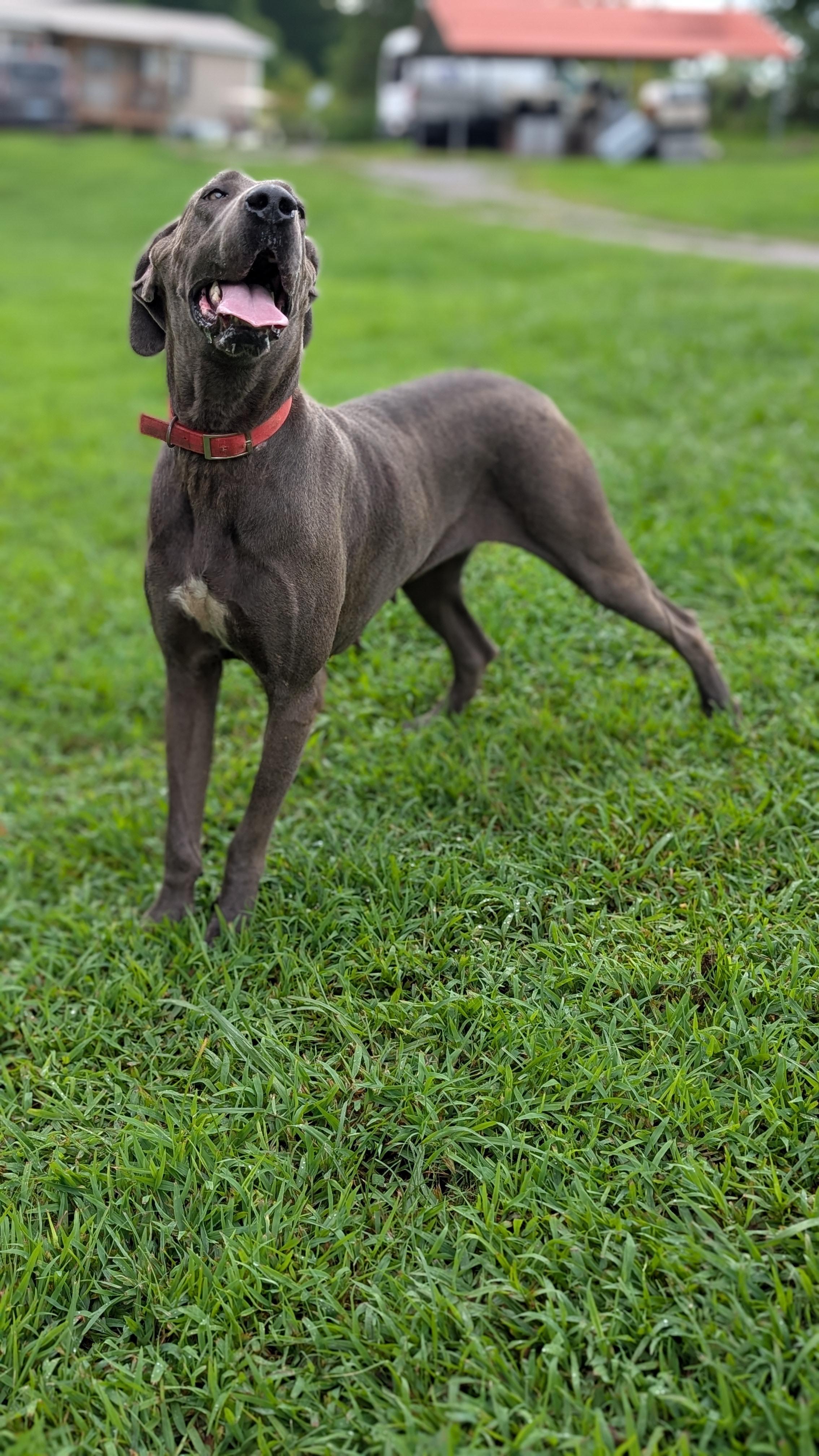 Diamond, a ADOPTABLE Great Dane in Joppa, AL image 4/4