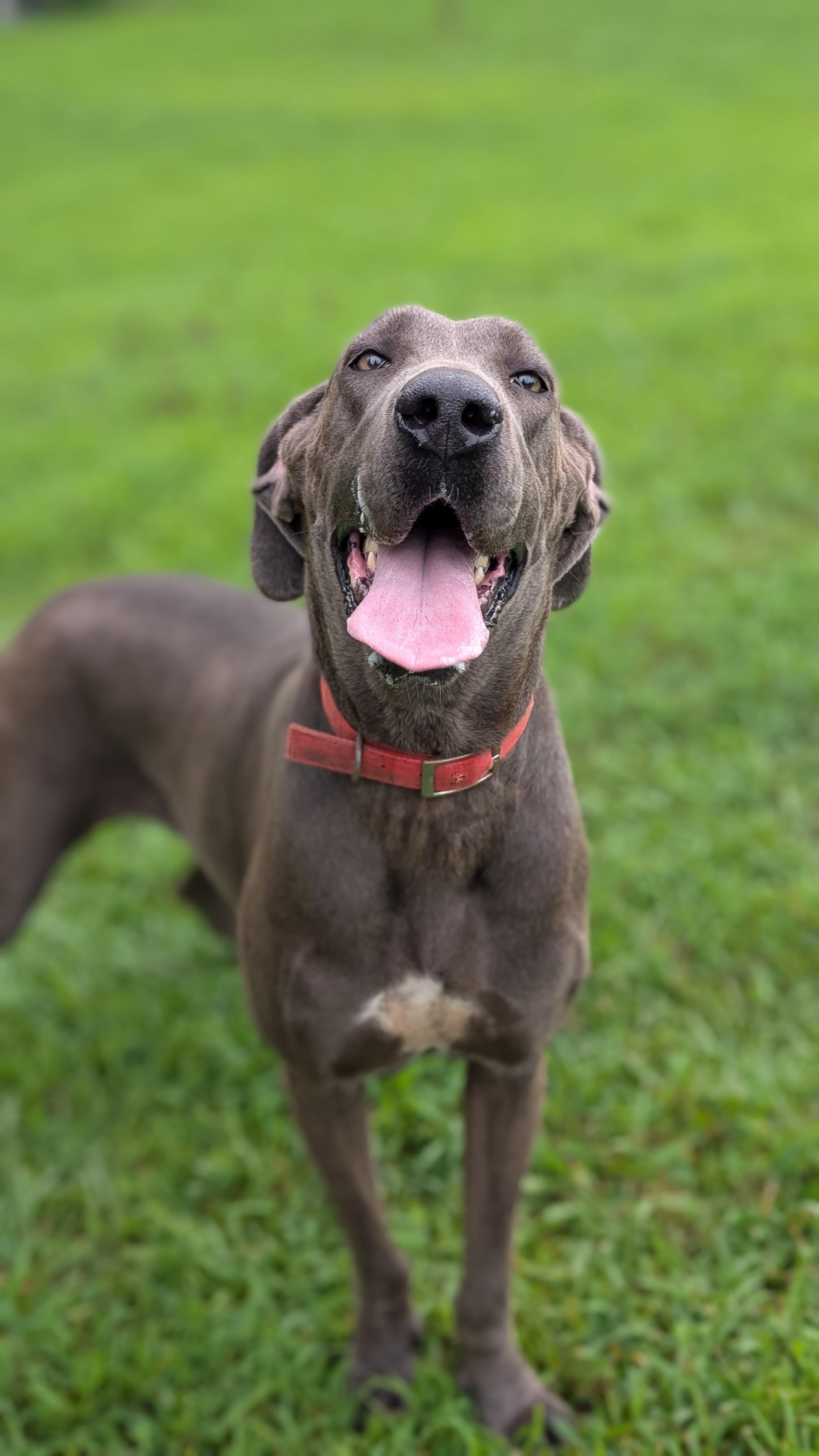 Diamond, a ADOPTABLE Great Dane in Joppa, AL image 2/4