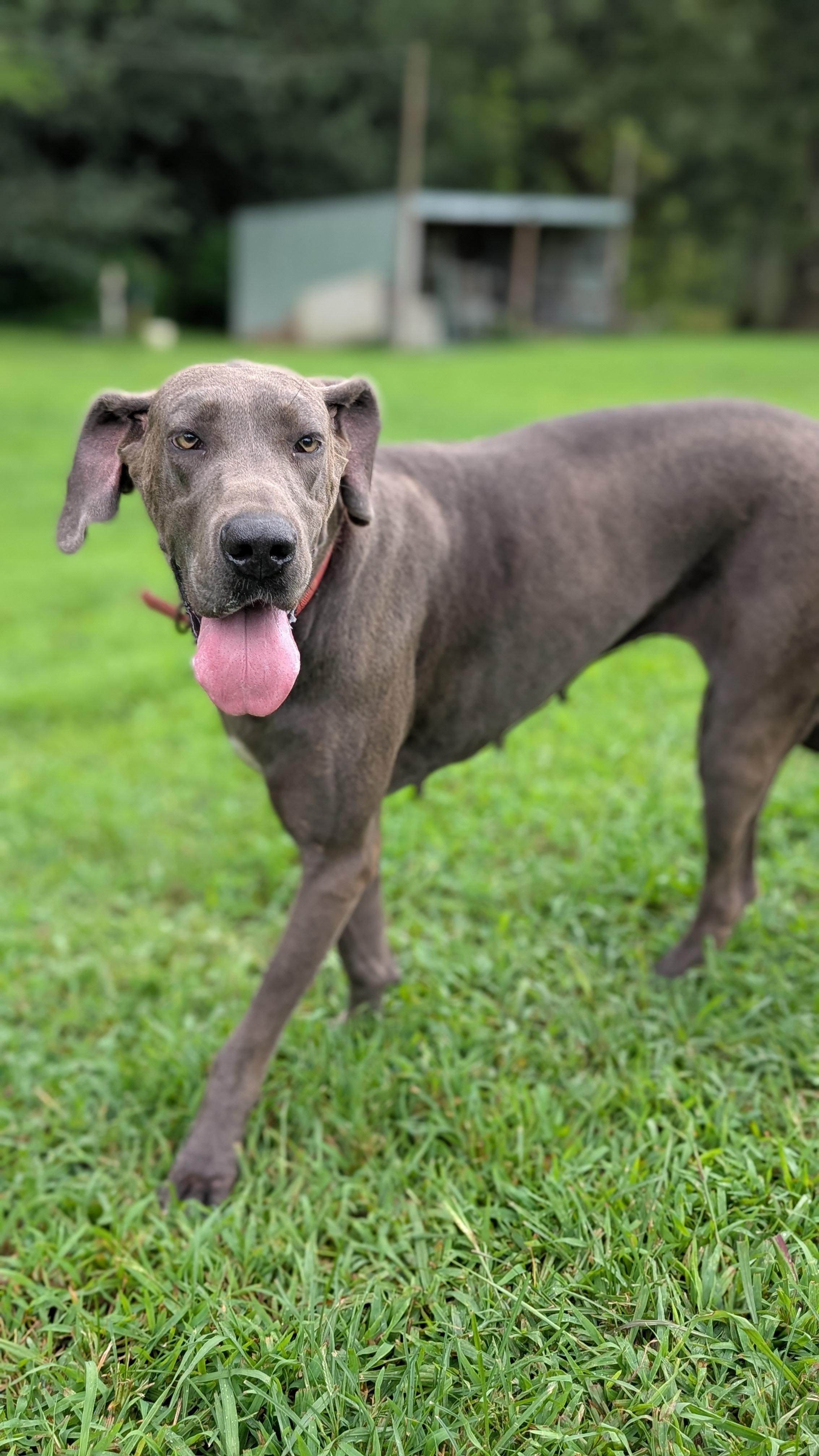 Diamond, ADOPTABLE, Adult Female Great Dane.