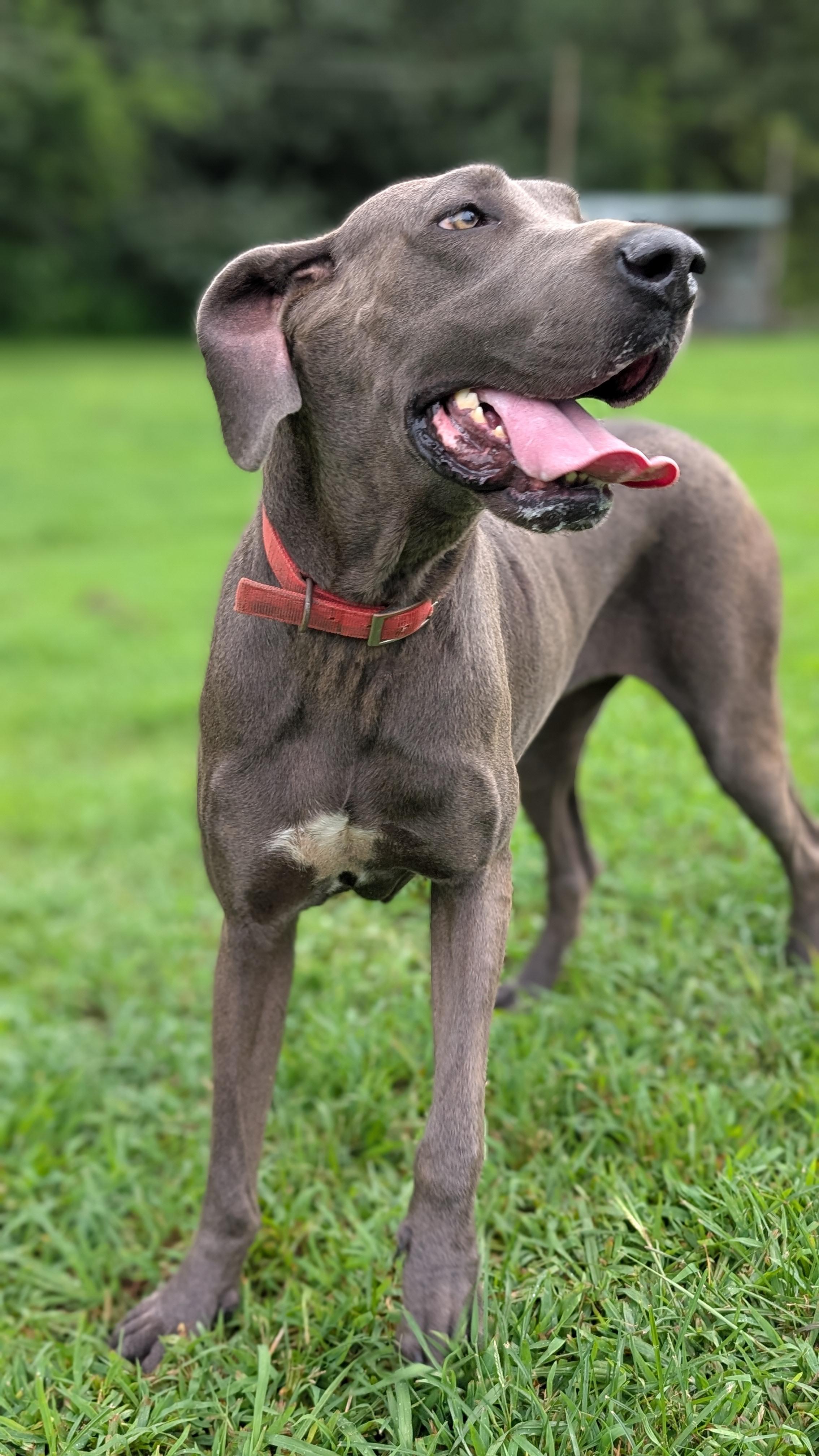 Diamond, a ADOPTABLE Great Dane in Joppa, AL image 3/4