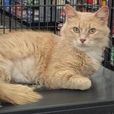 Marta, ADOPTABLE, Adult Female Domestic Medium Hair.