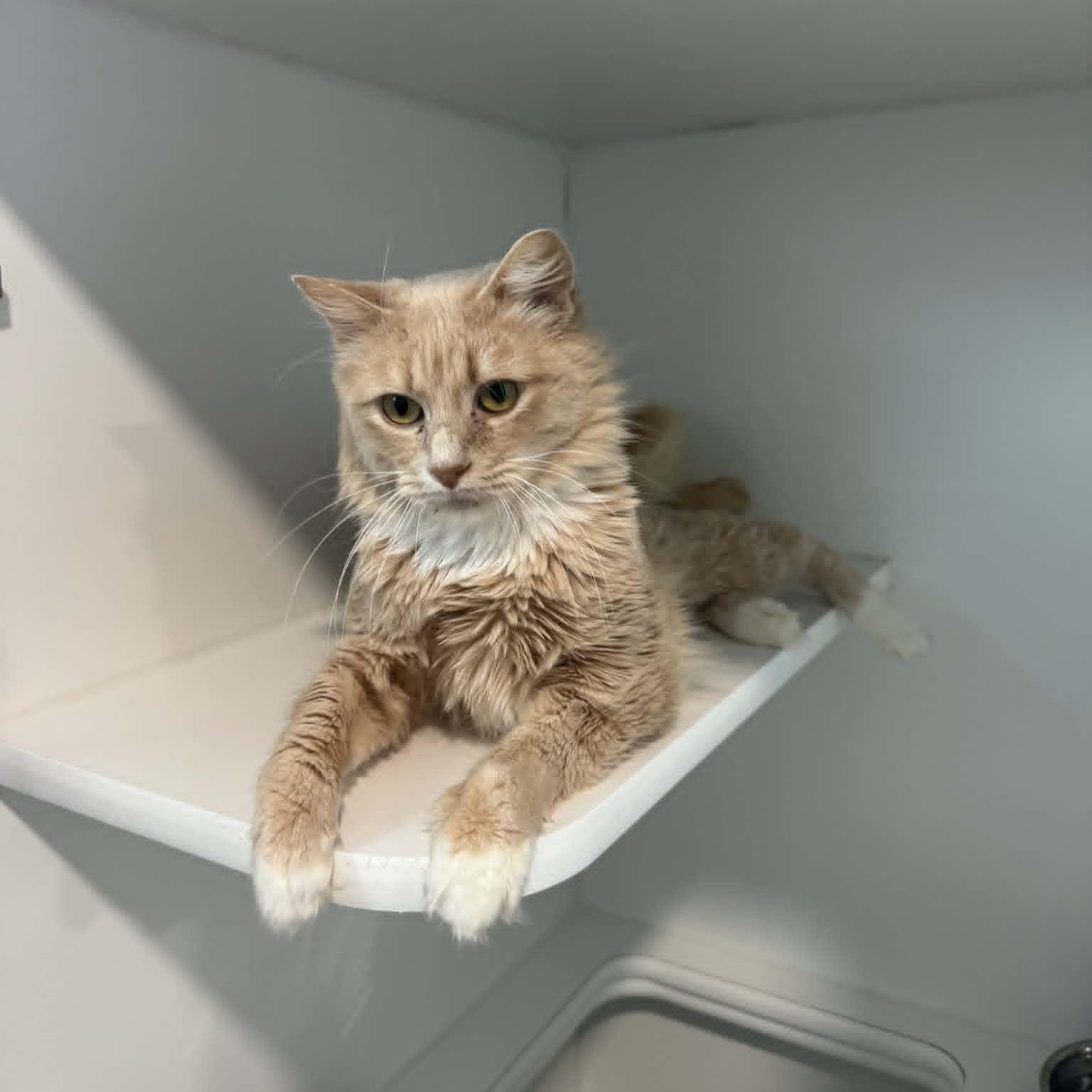 Marta, a ADOPTABLE Domestic Medium Hair in Danbury, CT image 4/4