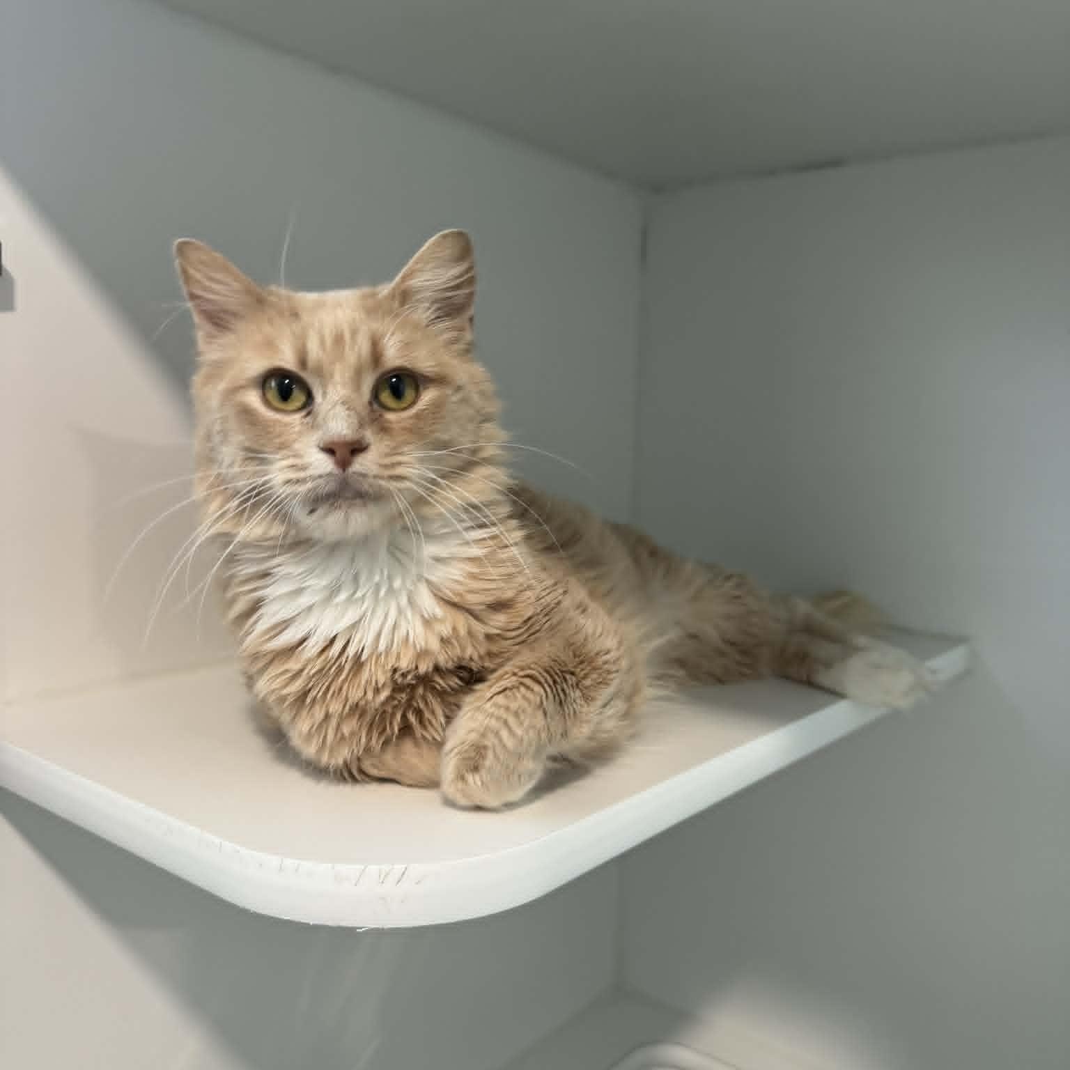 Marta, a ADOPTABLE Domestic Medium Hair in Danbury, CT image 3/4