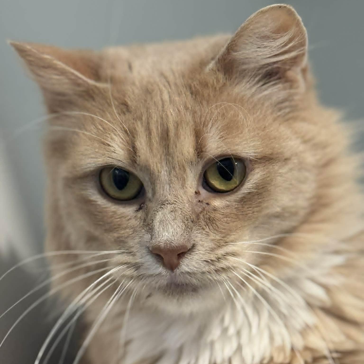 Marta, a ADOPTABLE Domestic Medium Hair in Danbury, CT image 2/4