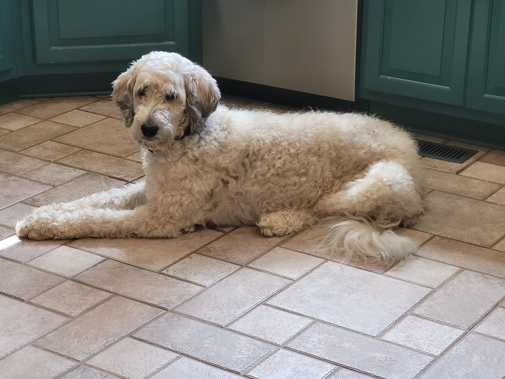 Enlarge Dorothy, a ADOPTABLE mixed breed in Clarksburg, MD image 4/4