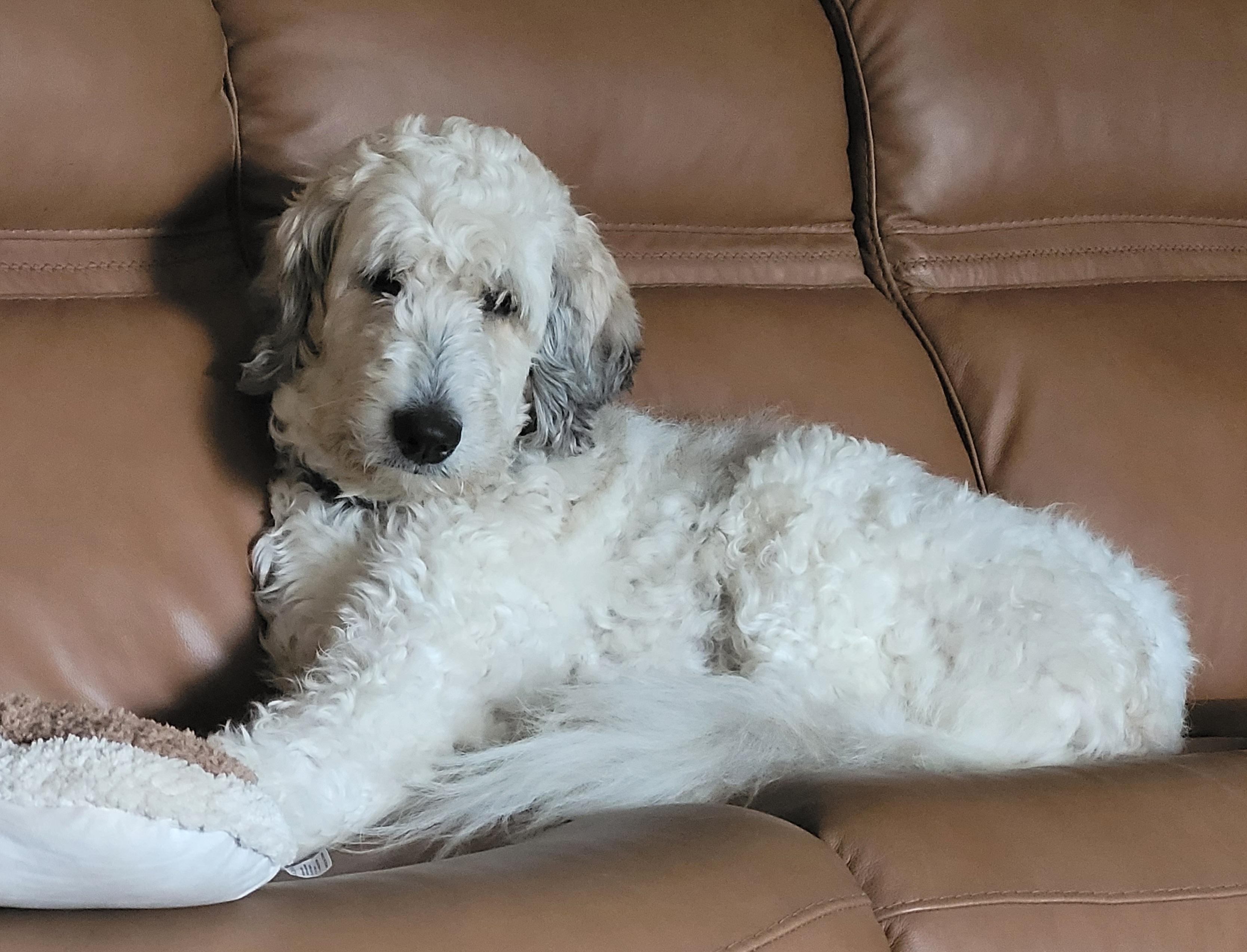 Dorothy, ADOPTABLE, Young Female Standard Poodle & Great Pyrenees.