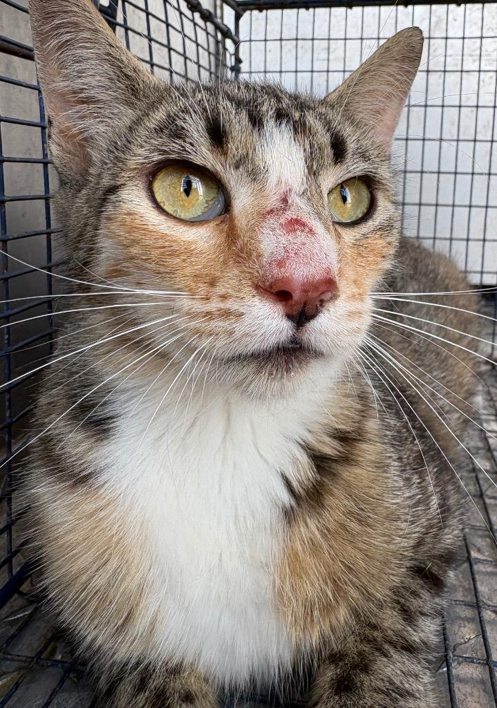 Calypso, Adoptable, Young Female Domestic Short Hair.