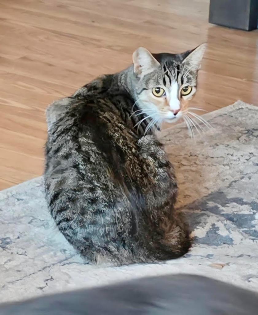 Enlarge Calypso, a Adoptable mixed breed in Gillette, WY image 2/2