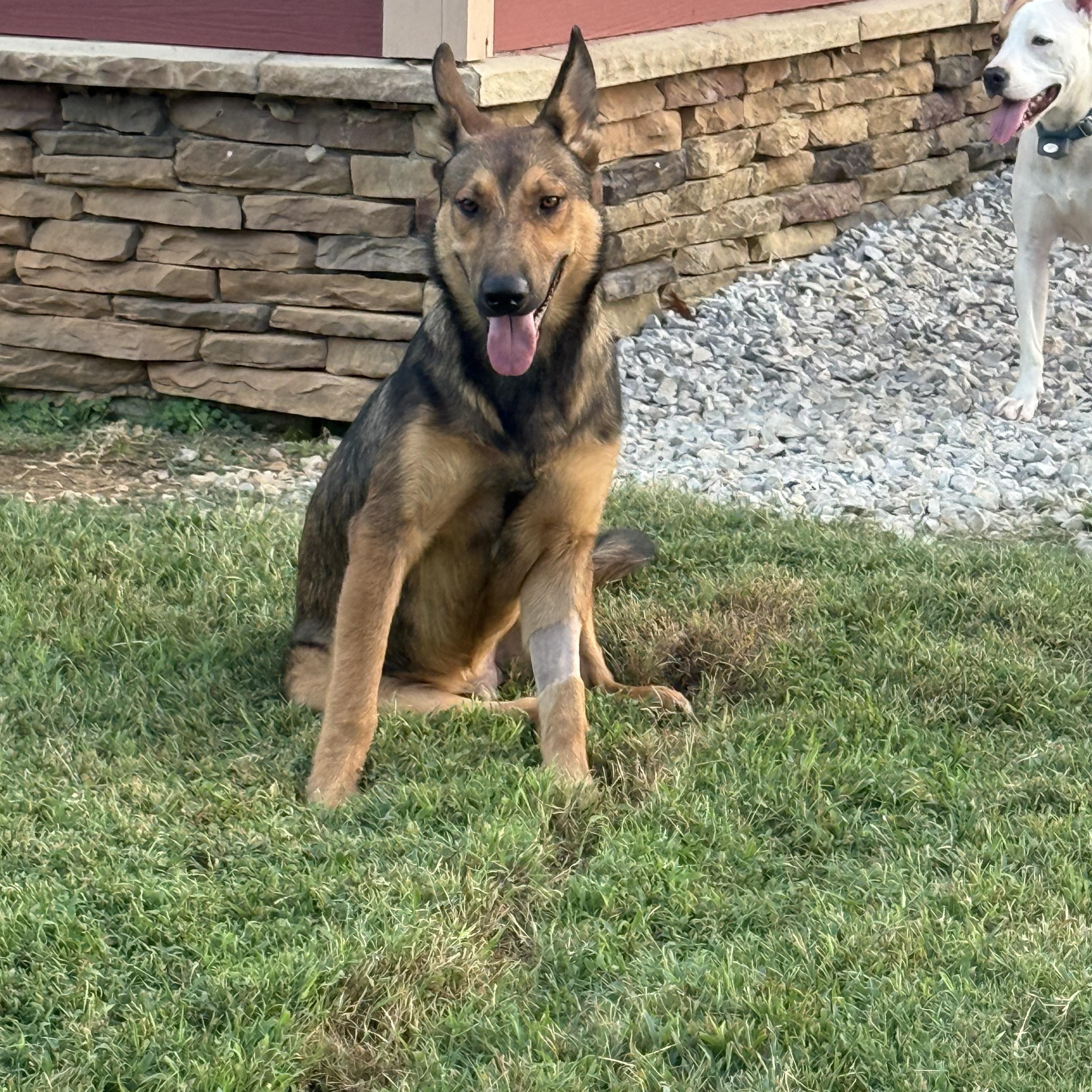 Enlarge Scoobie Too, a Adopted mixed breed in Louisville, KY image 3/6