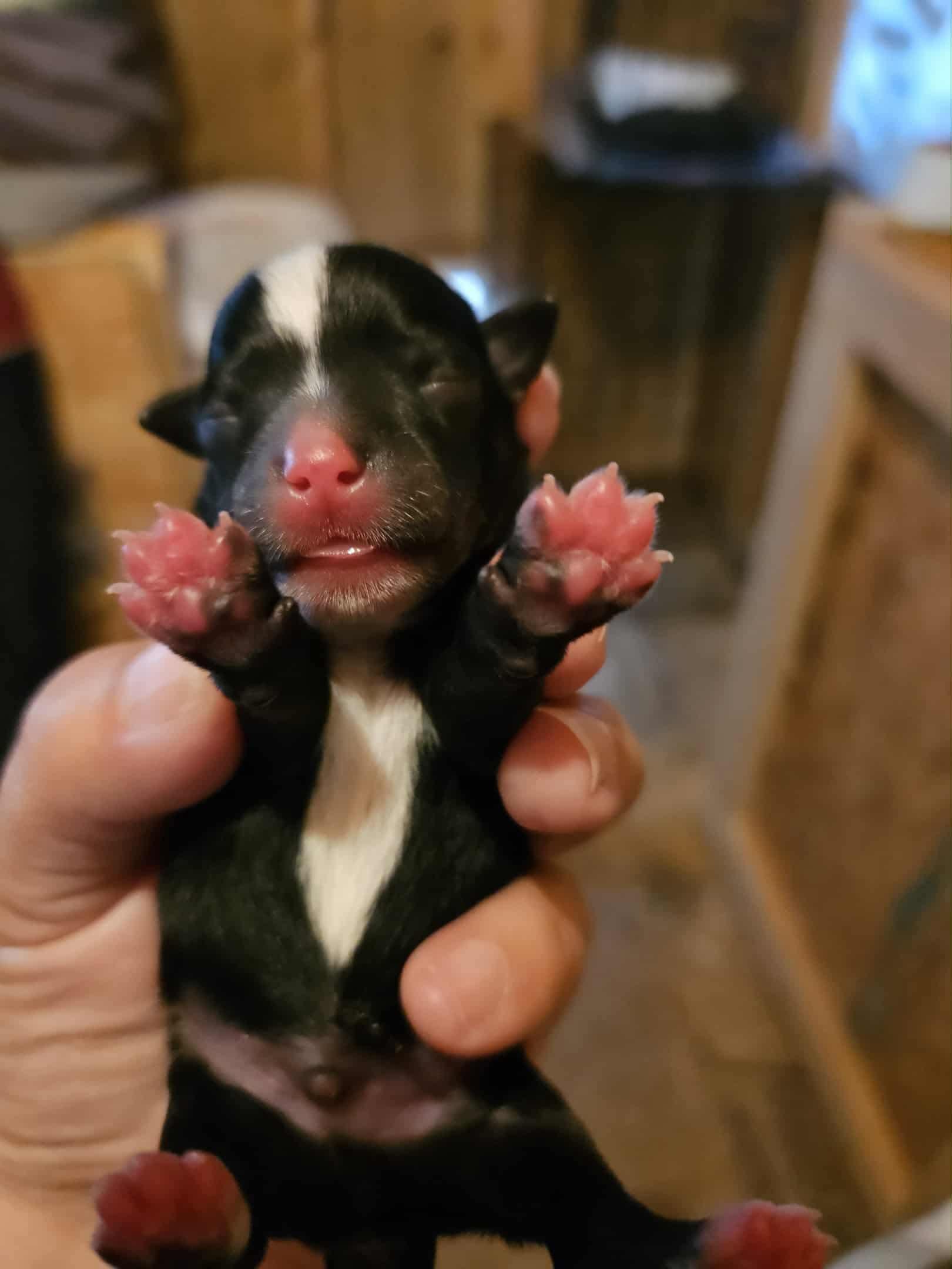 Ash, Adopted, Young Male Yorkshire Terrier.