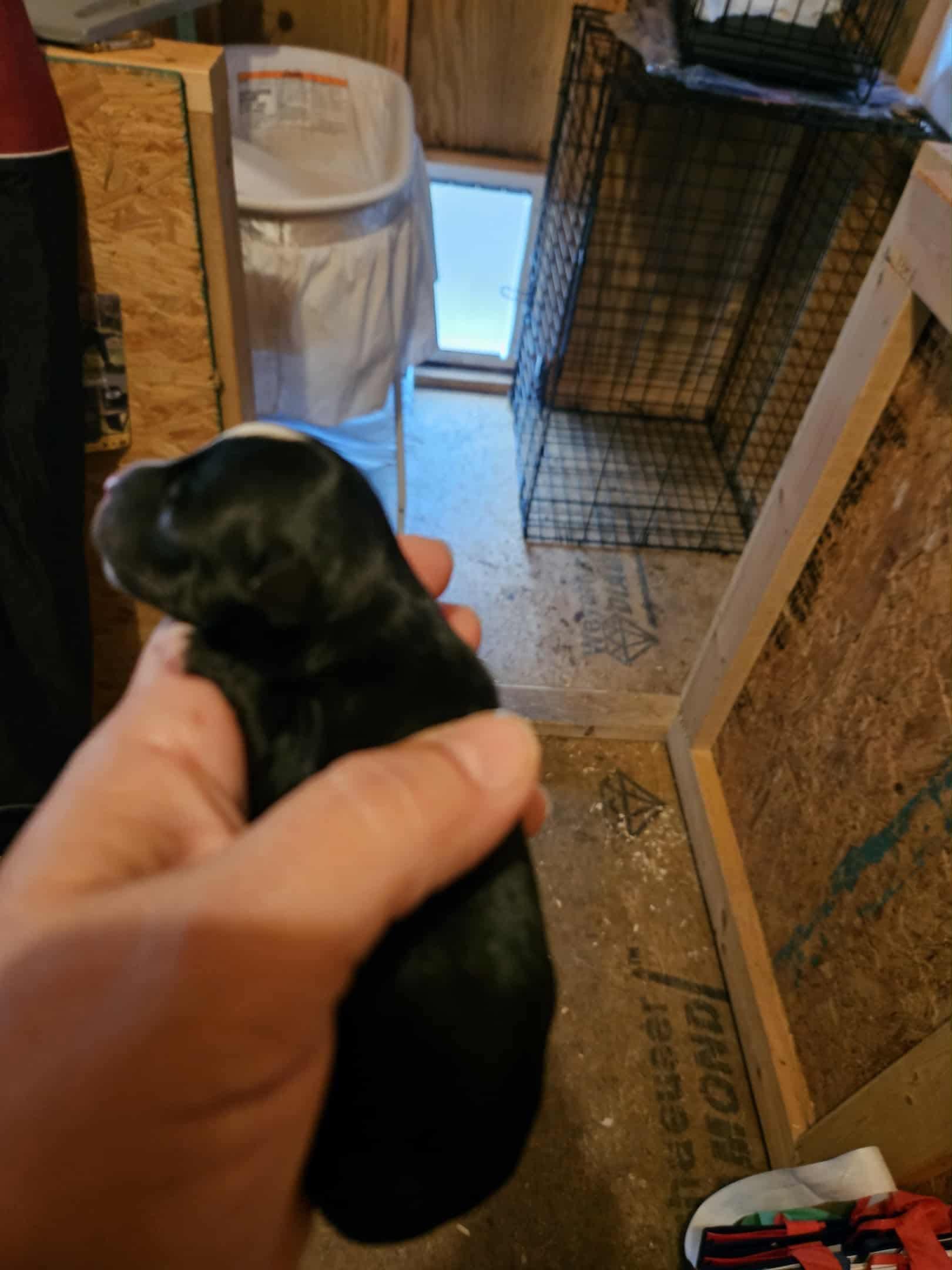 Enlarge Ash, a Adopted mixed breed in Richmond, KY image 2/6