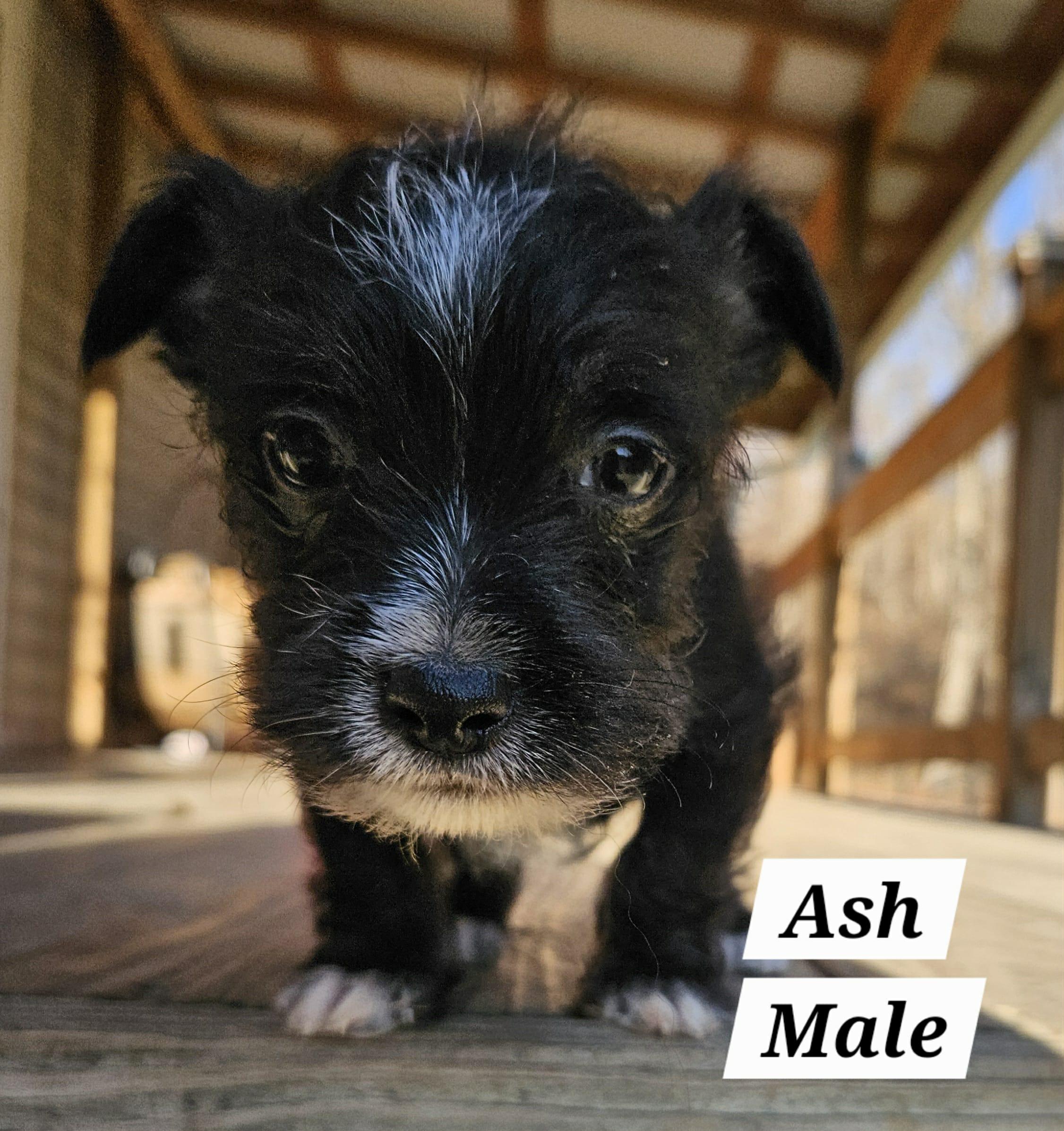 Enlarge Ash, a Adopted mixed breed in Richmond, KY image 3/6