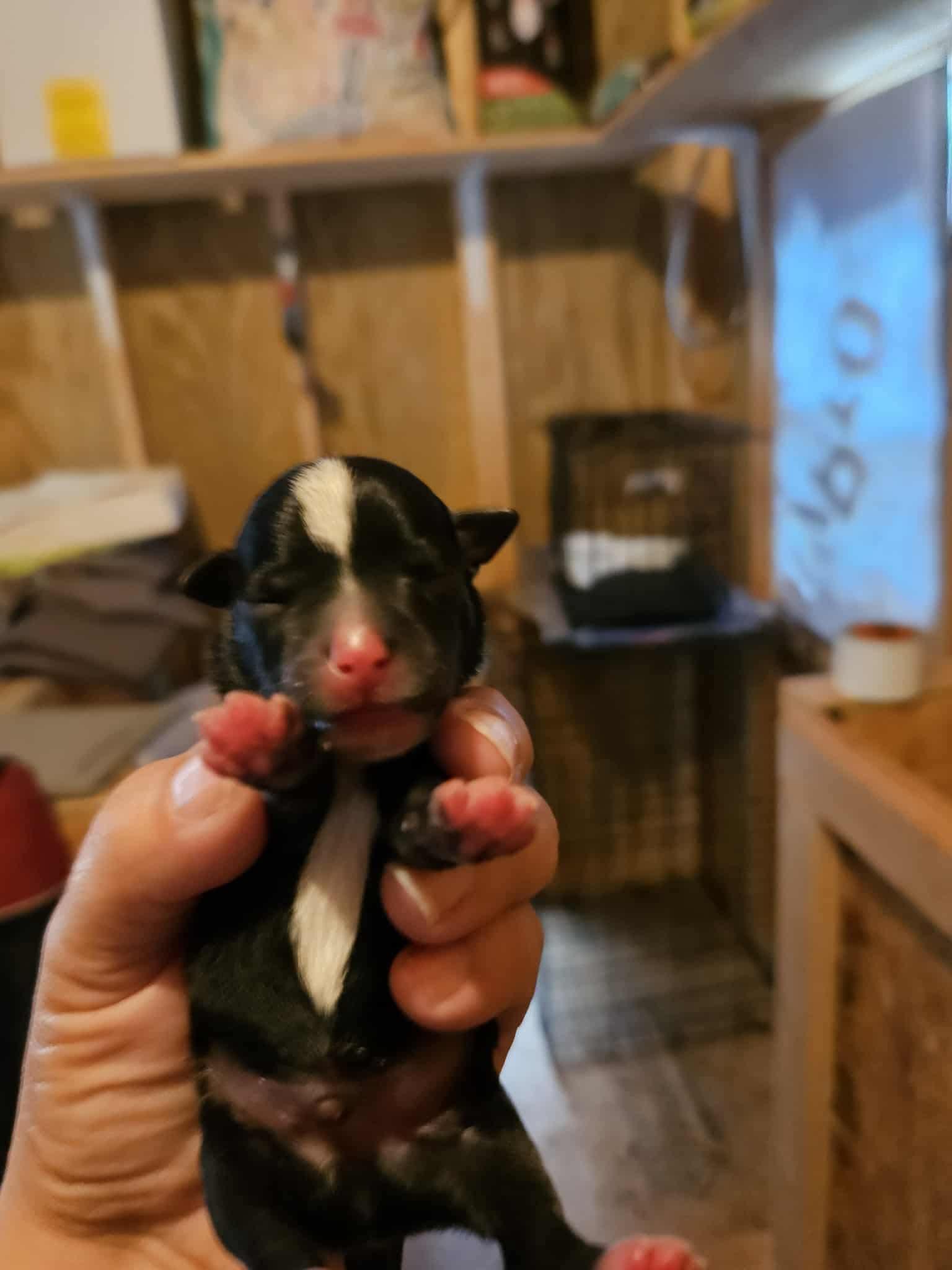 Enlarge Ash, a Adopted mixed breed in Richmond, KY image 4/6