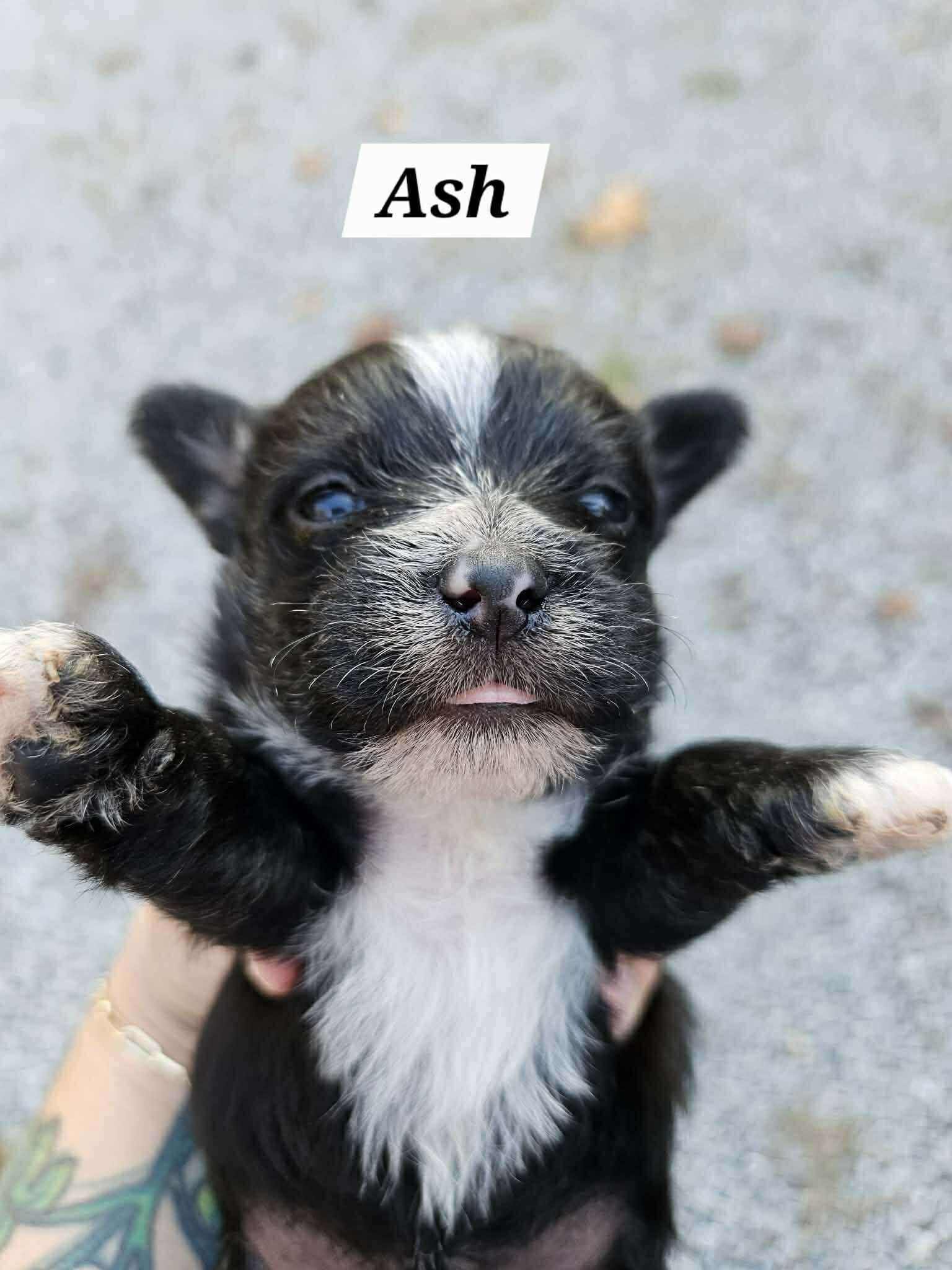 Enlarge Ash, a Adopted mixed breed in Richmond, KY image 5/6