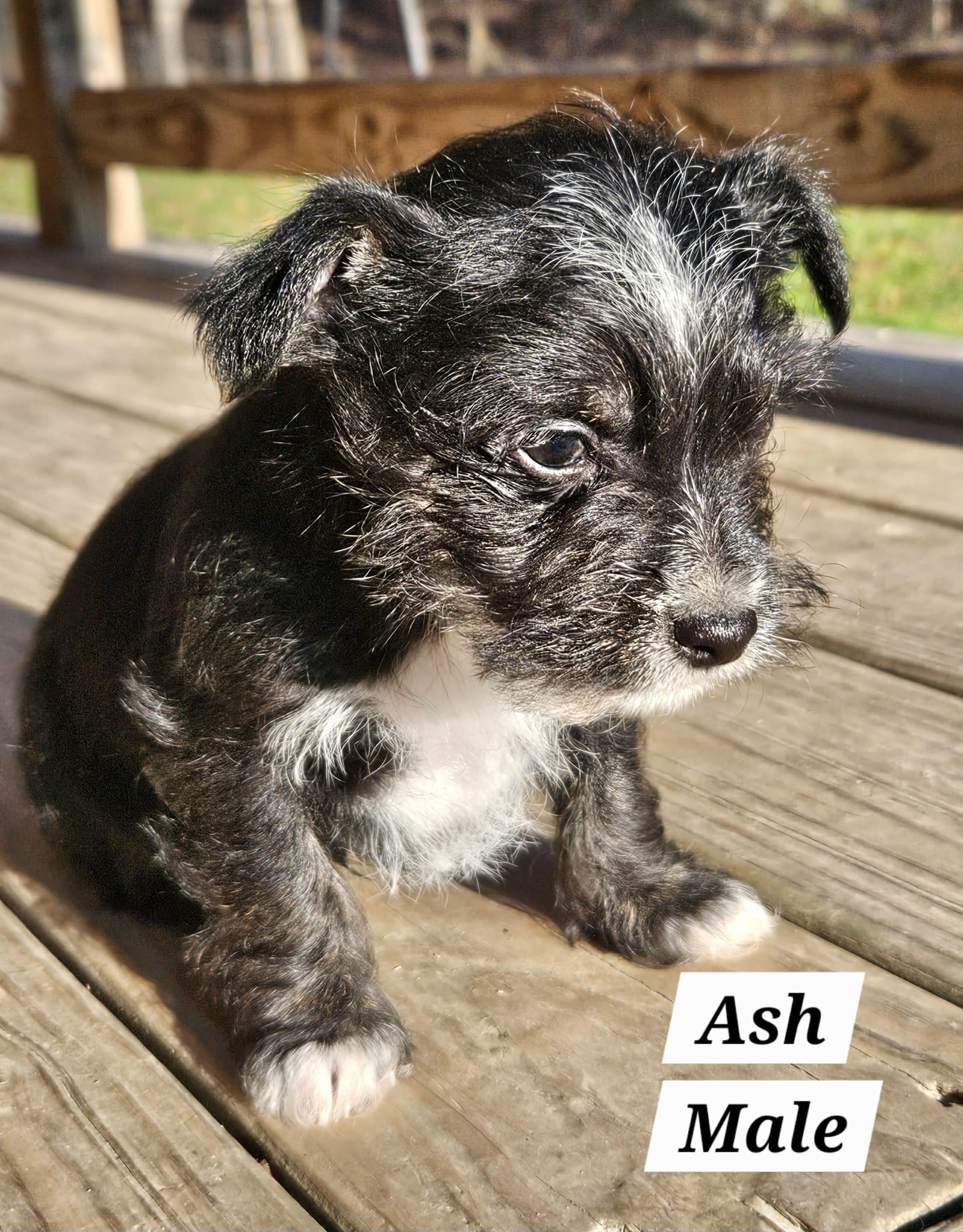 Enlarge Ash, a Adopted mixed breed in Richmond, KY image 6/6
