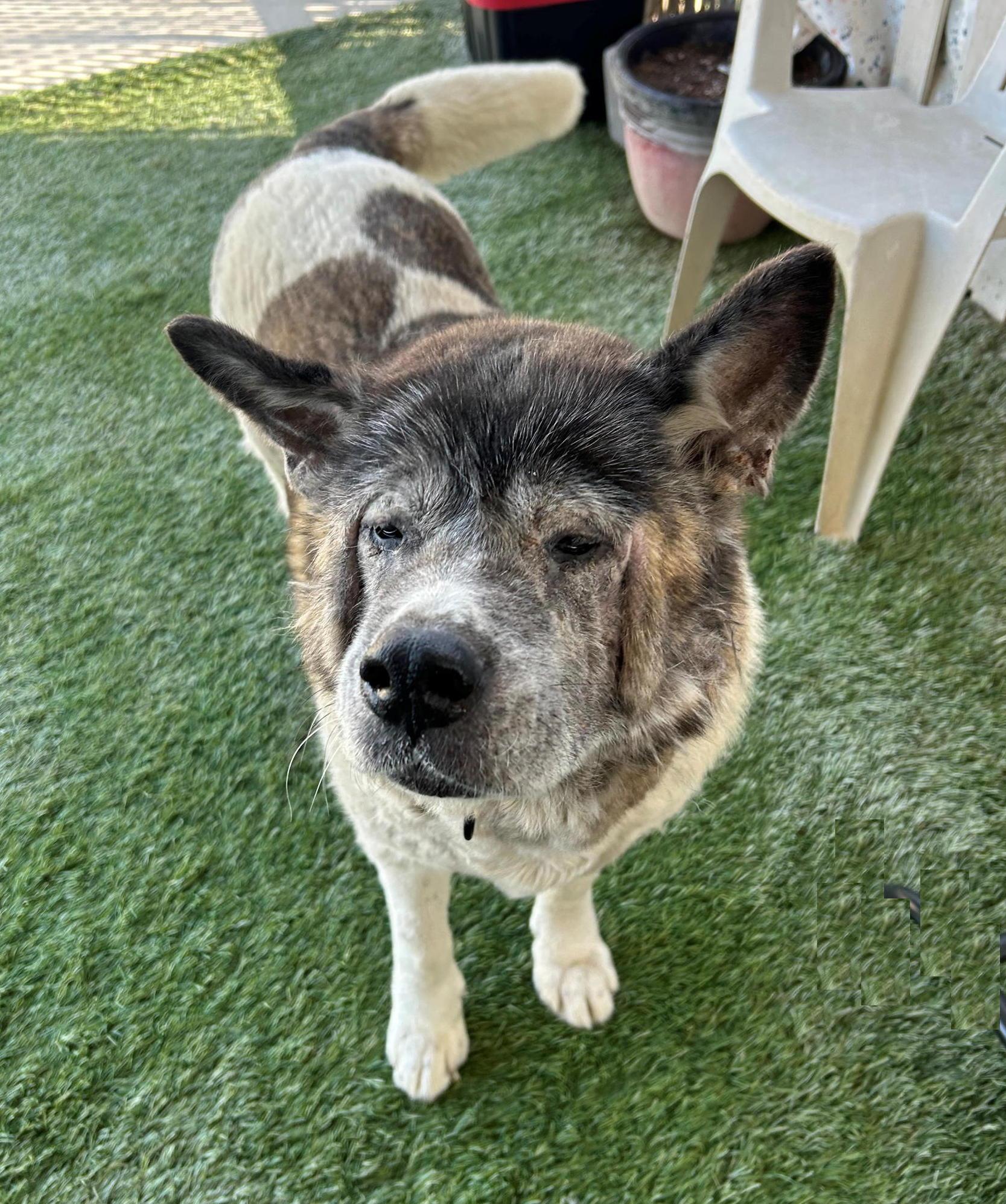 Enlarge Macarena, a Adopted Akita in San Francisco, CA image 3/4
