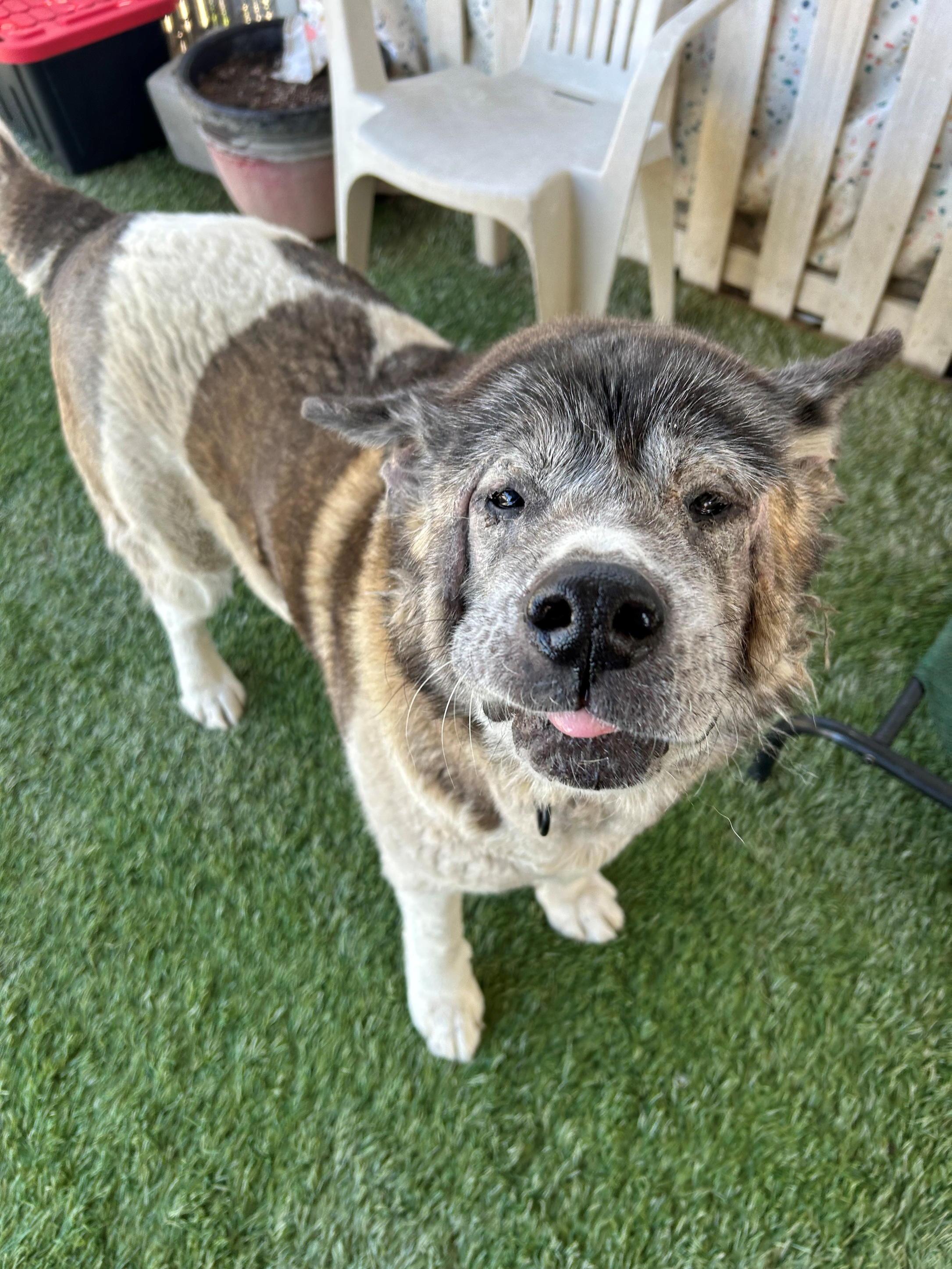 Enlarge Macarena, a Adopted Akita in San Francisco, CA image 4/4