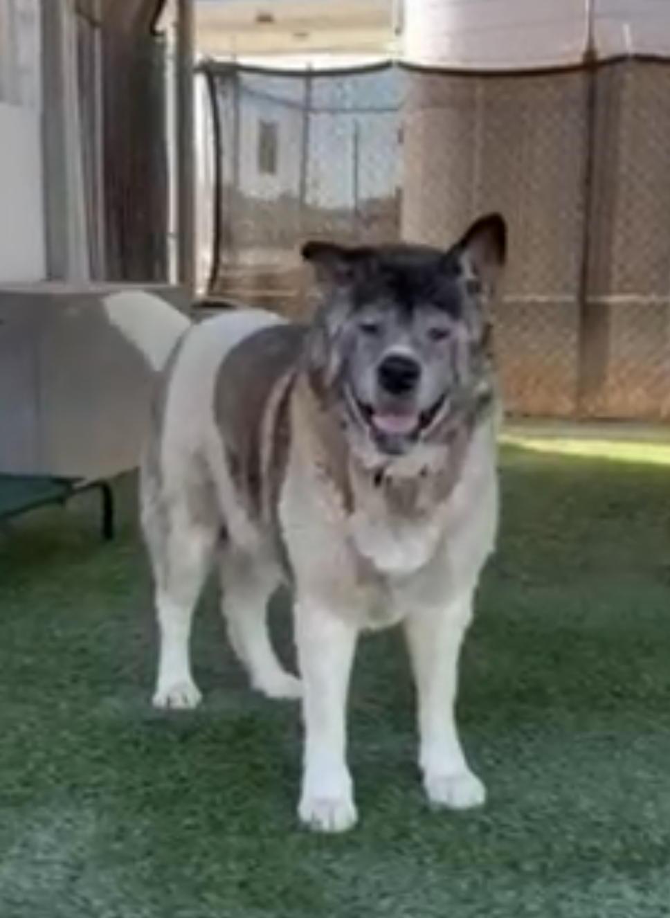 Enlarge Macarena, a Adopted Akita in San Francisco, CA image 1/4