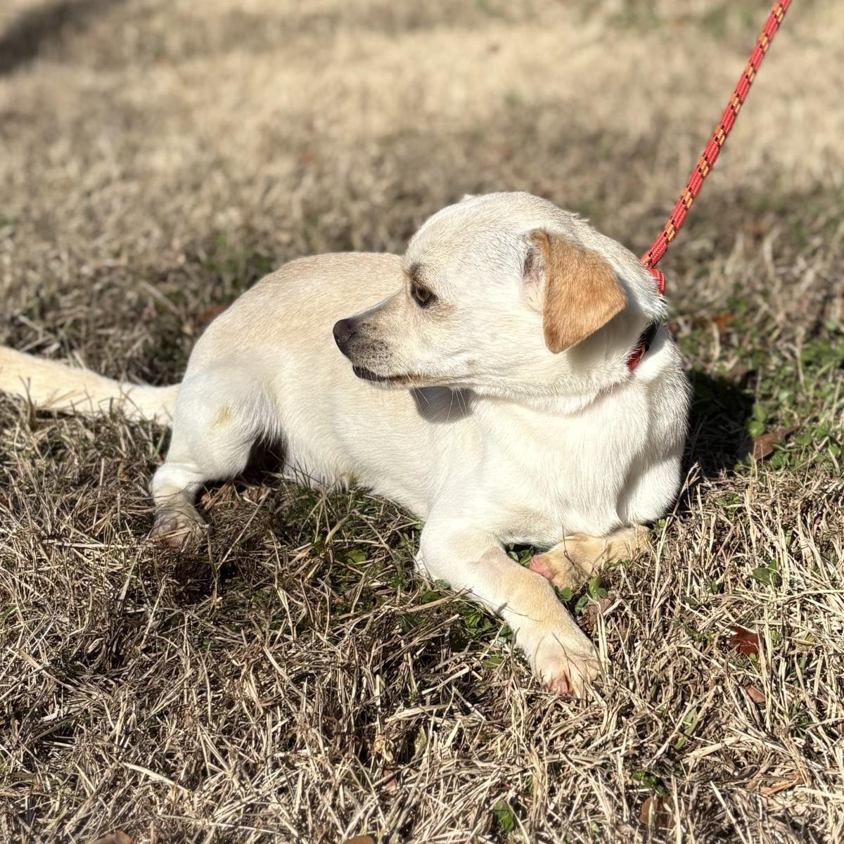 Enlarge Stewie, a Adoptable mixed breed in Locust Fork, AL image 2/3