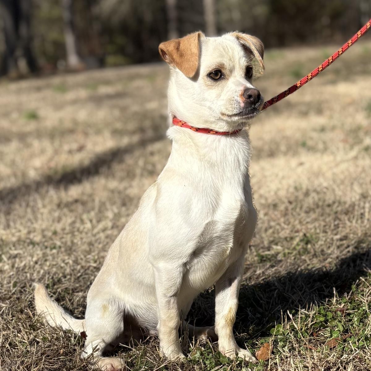 Enlarge Stewie, a Adoptable mixed breed in Locust Fork, AL image 3/3
