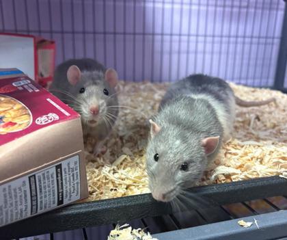 Huey & Duey, ADOPTABLE, Adult Male Rat.