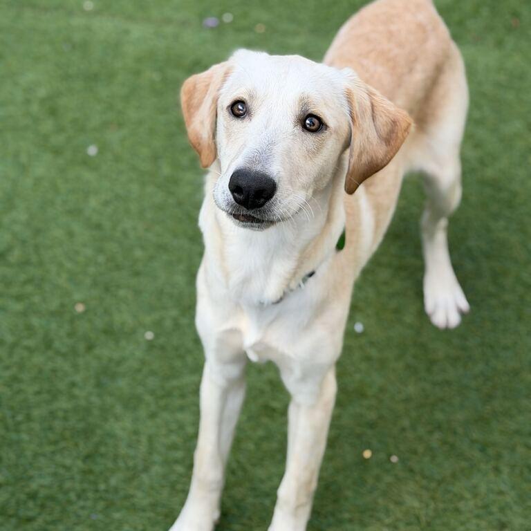 Enlarge Oscar Meyer Weiner (Benefactor Adult), a Adoptable Yellow Labrador Retriever in New Orleans, LA image 1/4
