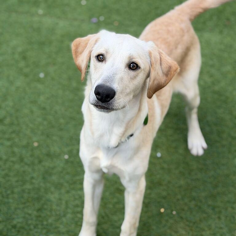 Enlarge Oscar Meyer Weiner (Benefactor Adult), a Adoptable Yellow Labrador Retriever in New Orleans, LA image 2/4