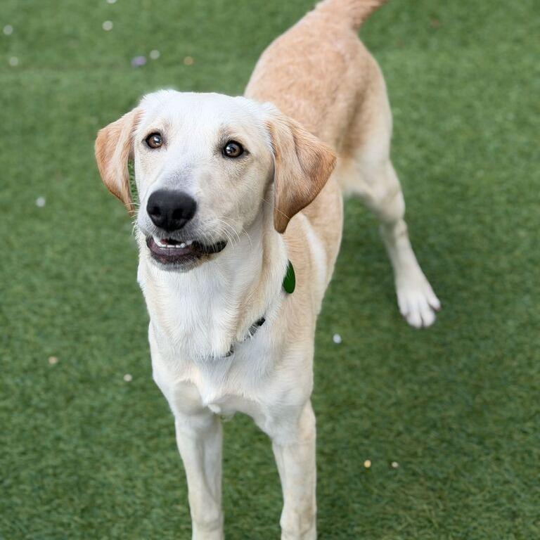 Enlarge Oscar Meyer Weiner (Benefactor Adult), a Adoptable Yellow Labrador Retriever in New Orleans, LA image 3/4
