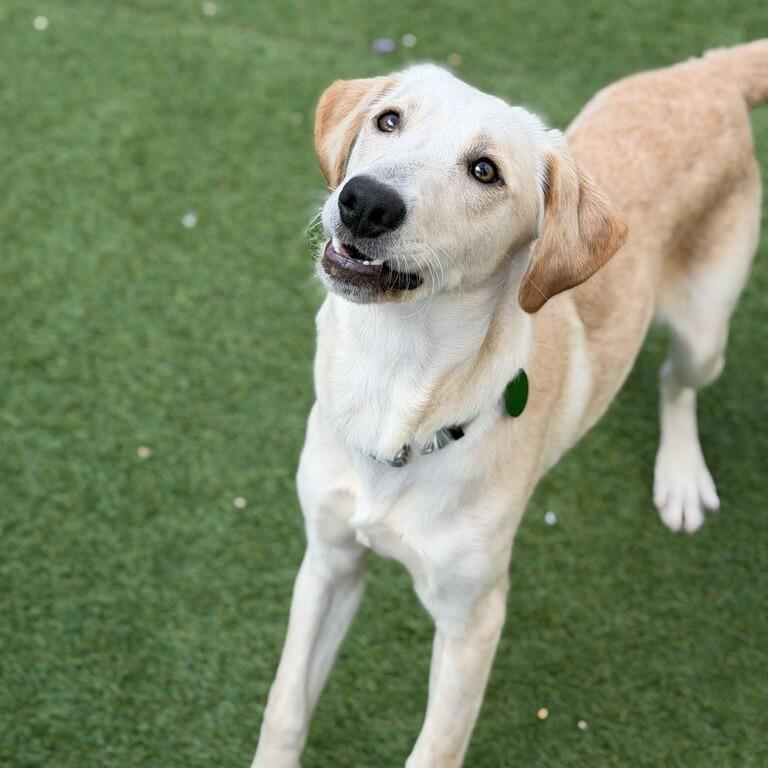 Enlarge Oscar Meyer Weiner (Benefactor Adult), a Adoptable Yellow Labrador Retriever in New Orleans, LA image 4/4