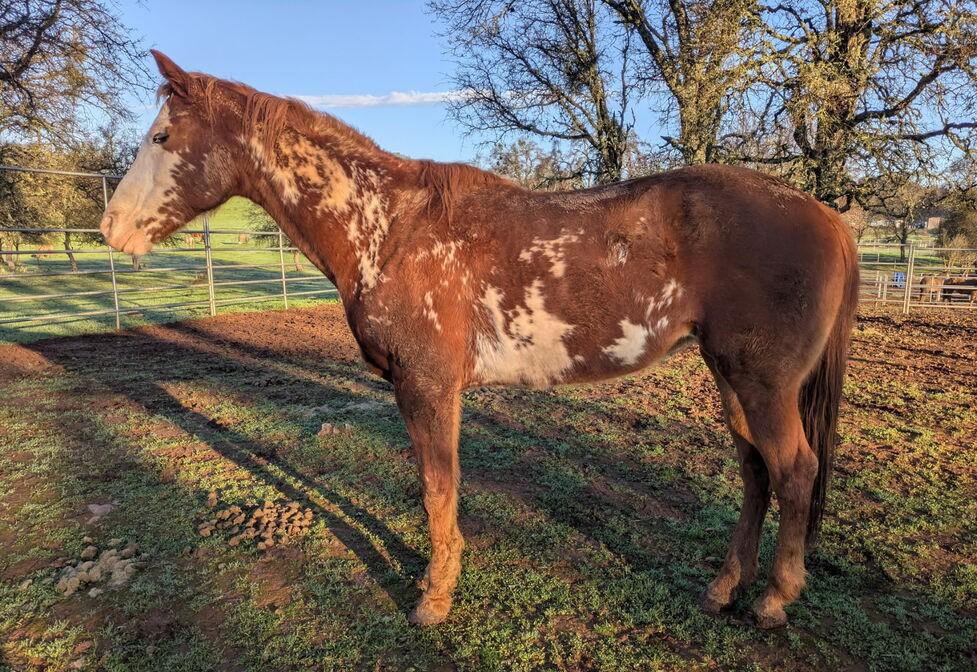 Enlarge Bria - Project Horse, a ADOPTABLE Paint / Pinto in Pilot Hill, CA image 1/1