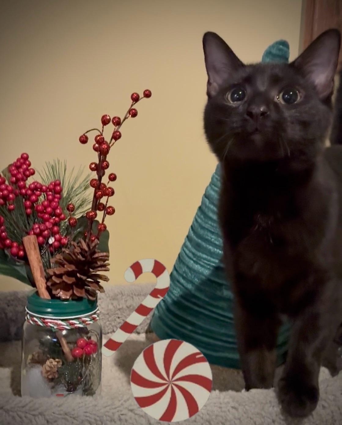 Enlarge Bat, a Adoptable Domestic Medium Hair in Hatley, WI image 1/5