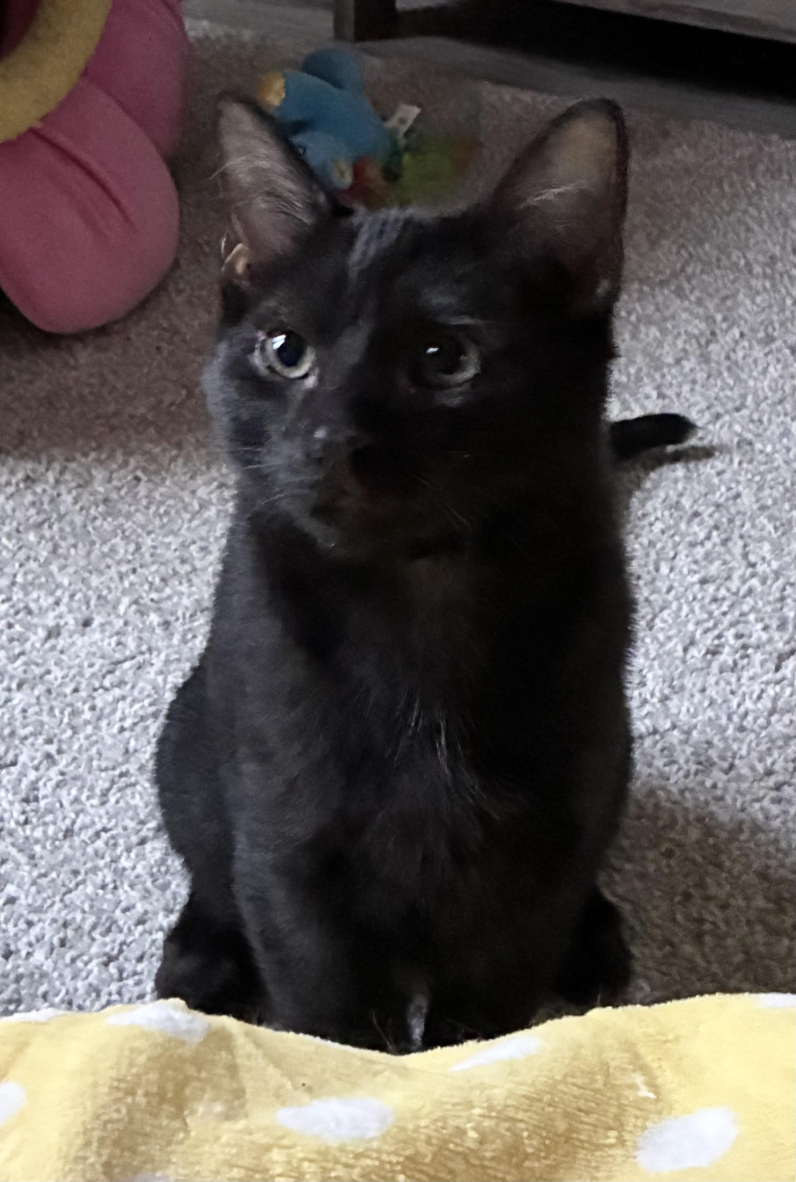 Bat, Adoptable, Young Male Domestic Medium Hair.