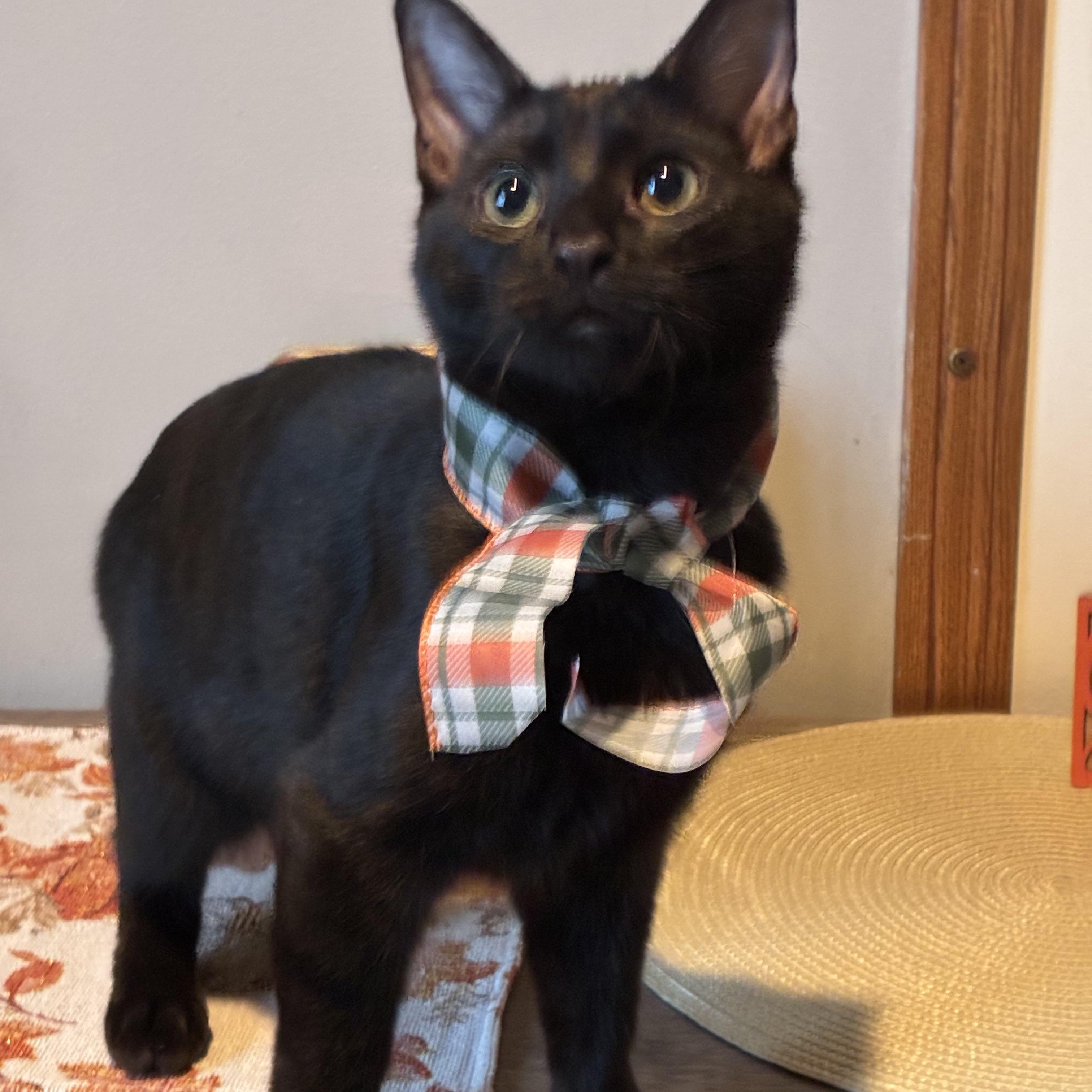 Enlarge Bat, a Adoptable Domestic Medium Hair in Hatley, WI image 3/5