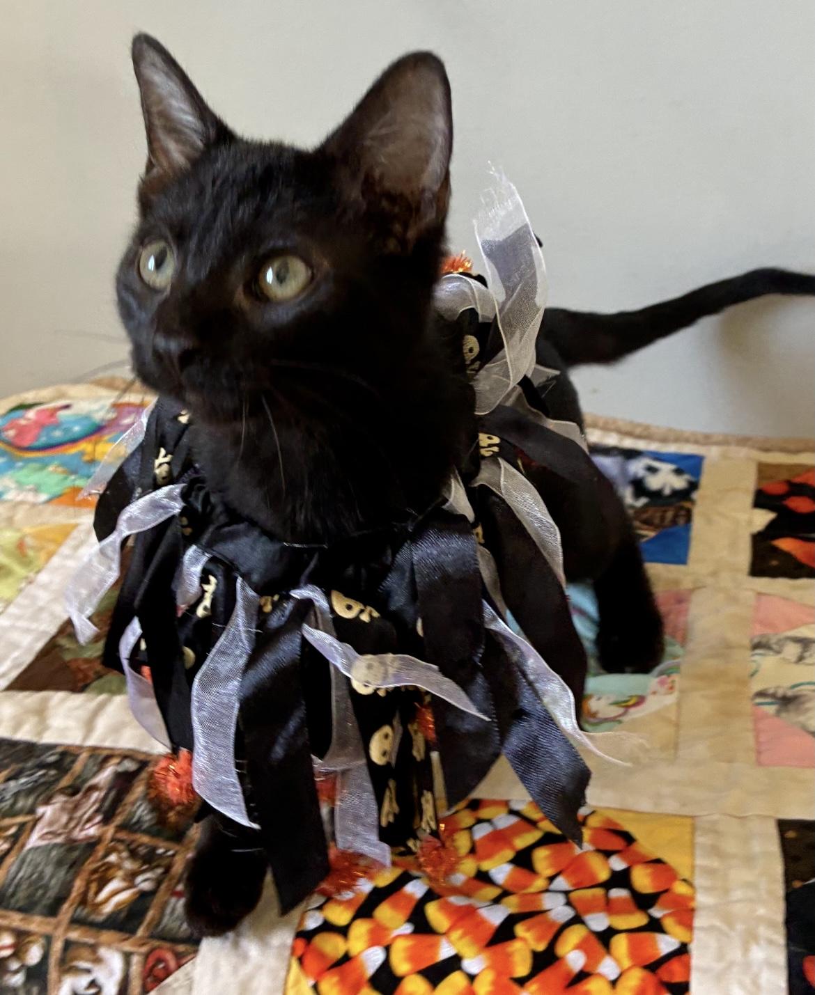 Enlarge Bat, a Adoptable Domestic Medium Hair in Hatley, WI image 4/5