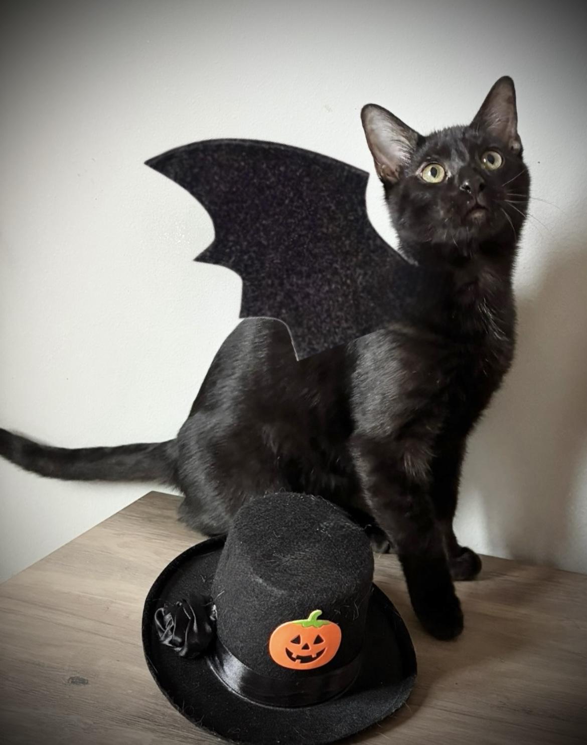 Enlarge Bat, a Adoptable Domestic Medium Hair in Hatley, WI image 5/5