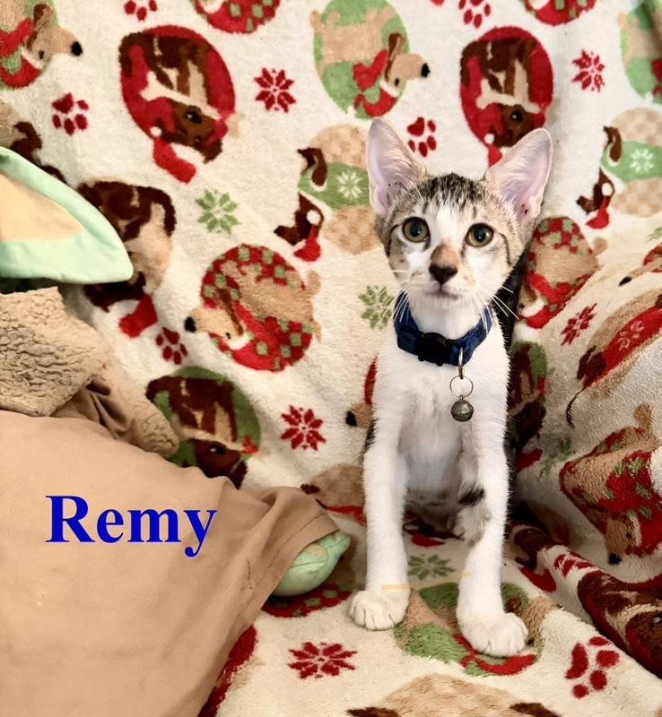 Remy, Adoptable, Kitten Male Tabby.