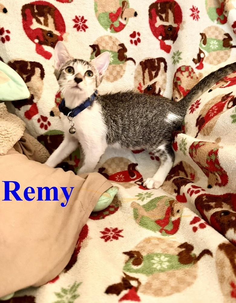 Enlarge Remy, a Adoptable Tabby in Orlando, FL image 2/3