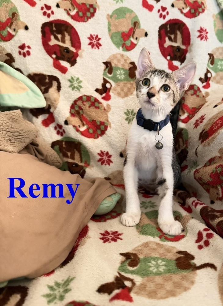 Enlarge Remy, a Adoptable Tabby in Orlando, FL image 3/3