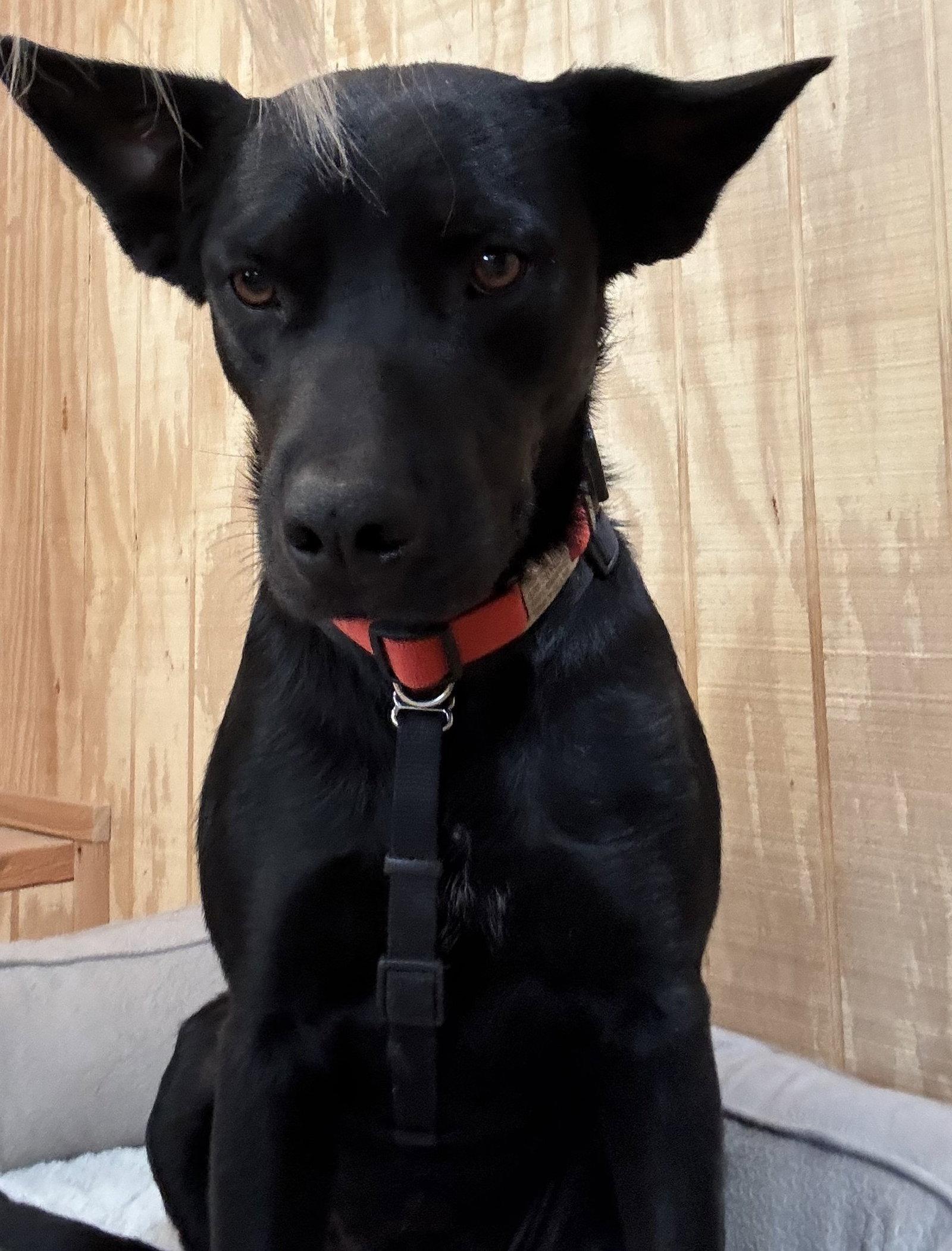 COURTESY POST Charlie, Adoptable, Young Male Cattle Dog.