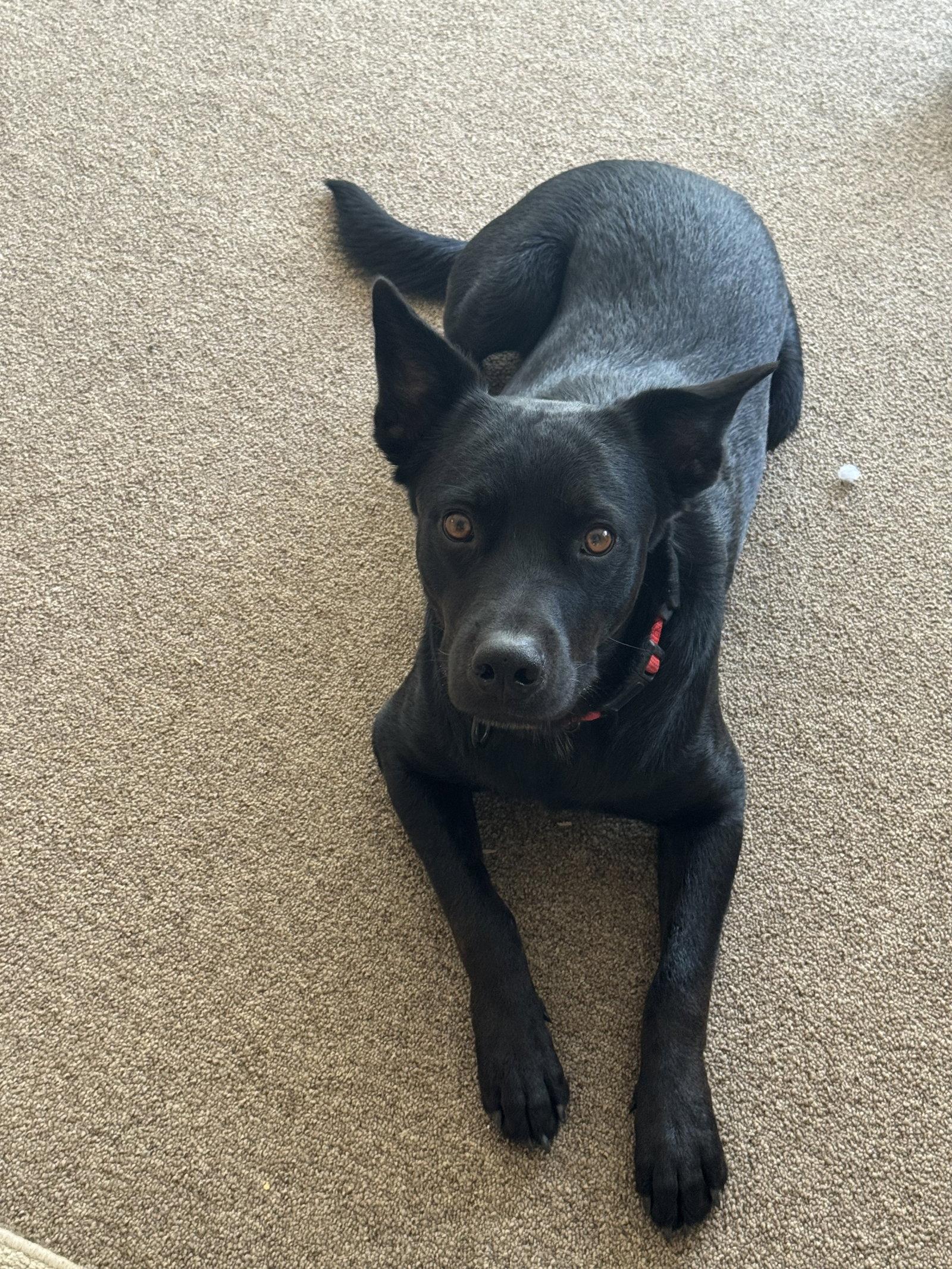 Enlarge COURTESY POST Charlie, a Adoptable Cattle Dog in Tucson, AZ image 2/3