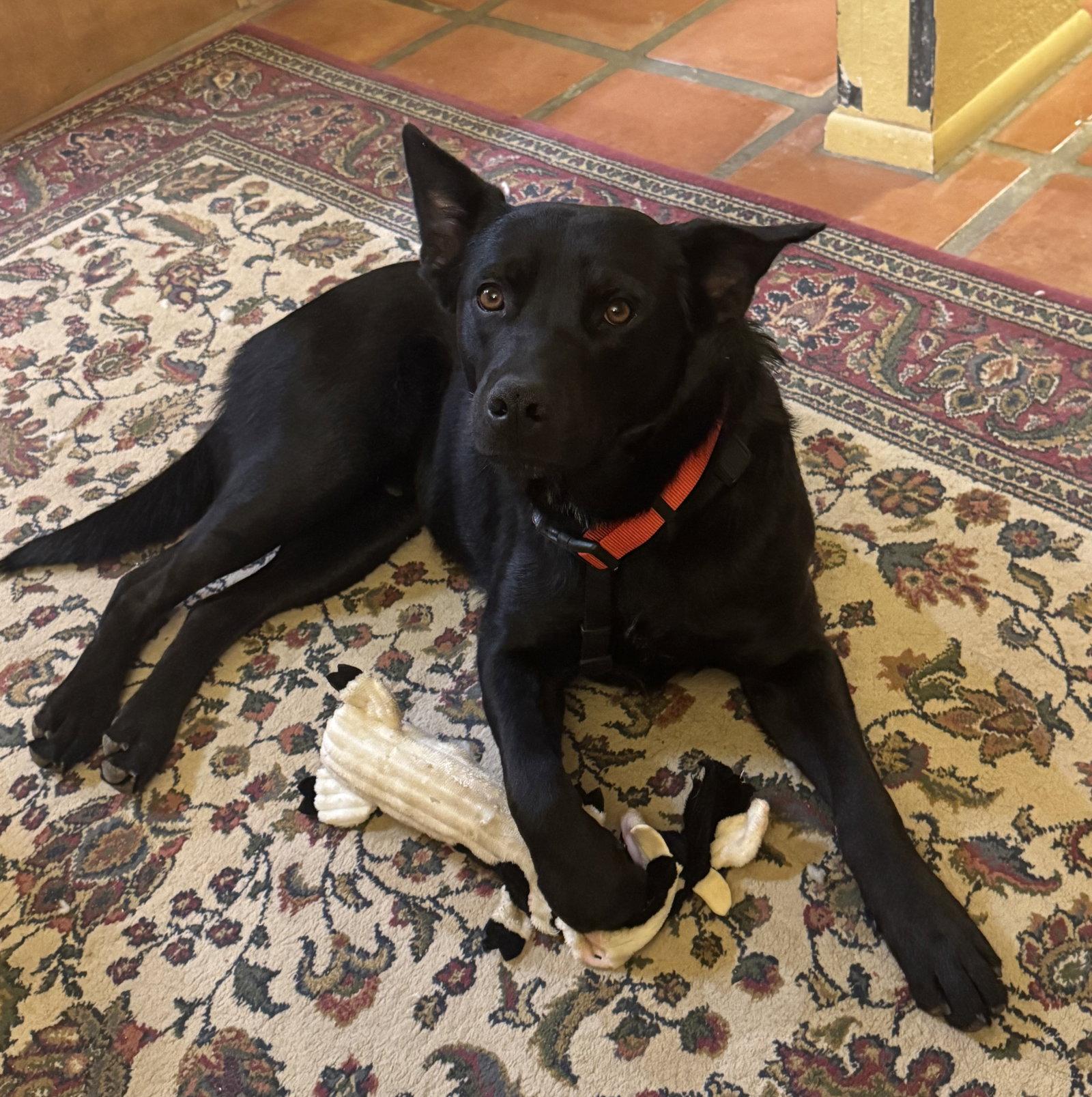Enlarge COURTESY POST Charlie, a Adoptable Cattle Dog in Tucson, AZ image 3/3