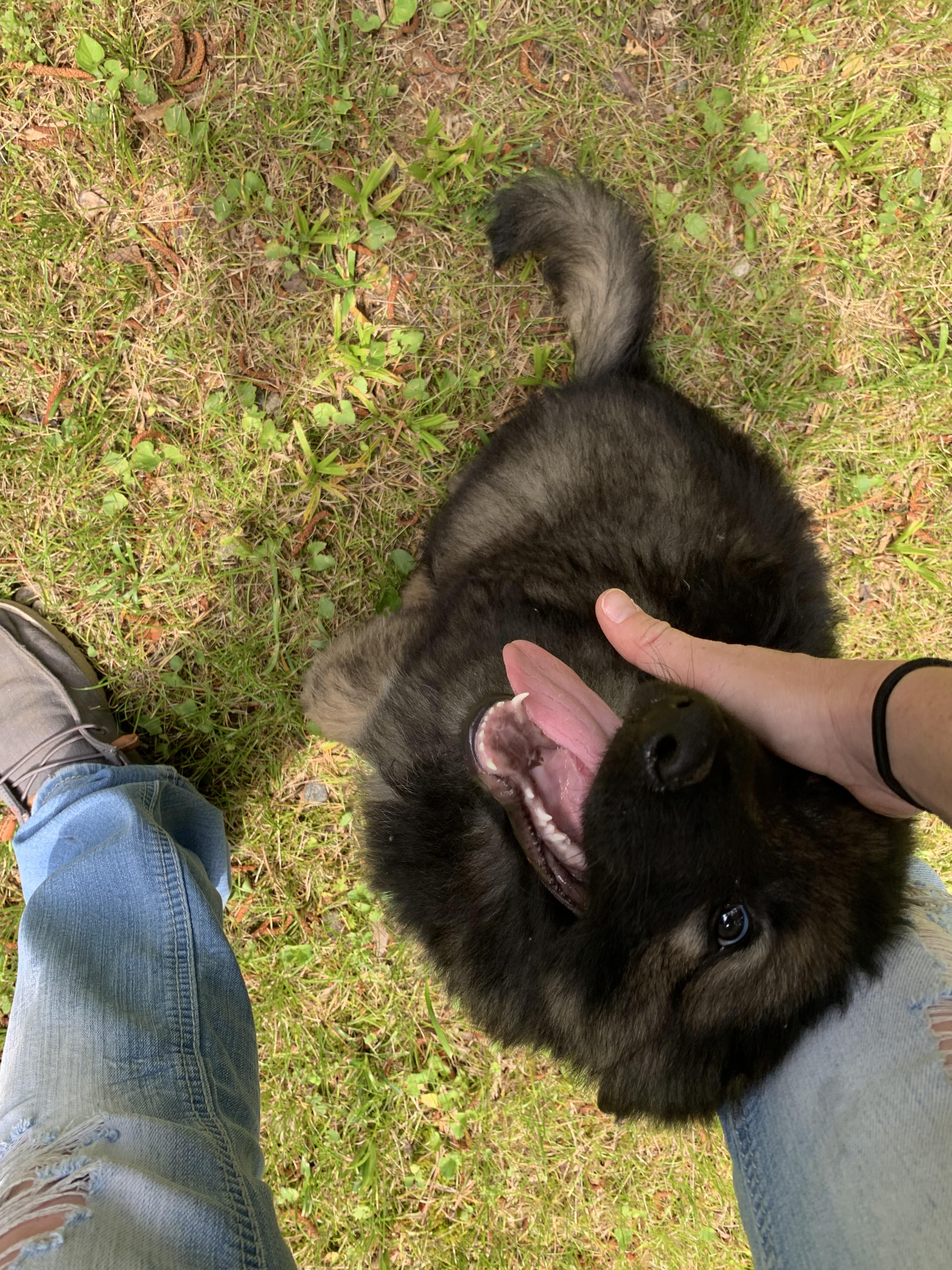 Enlarge Red, a Adopted German Shepherd Dog in Raleigh, NC image 2/5