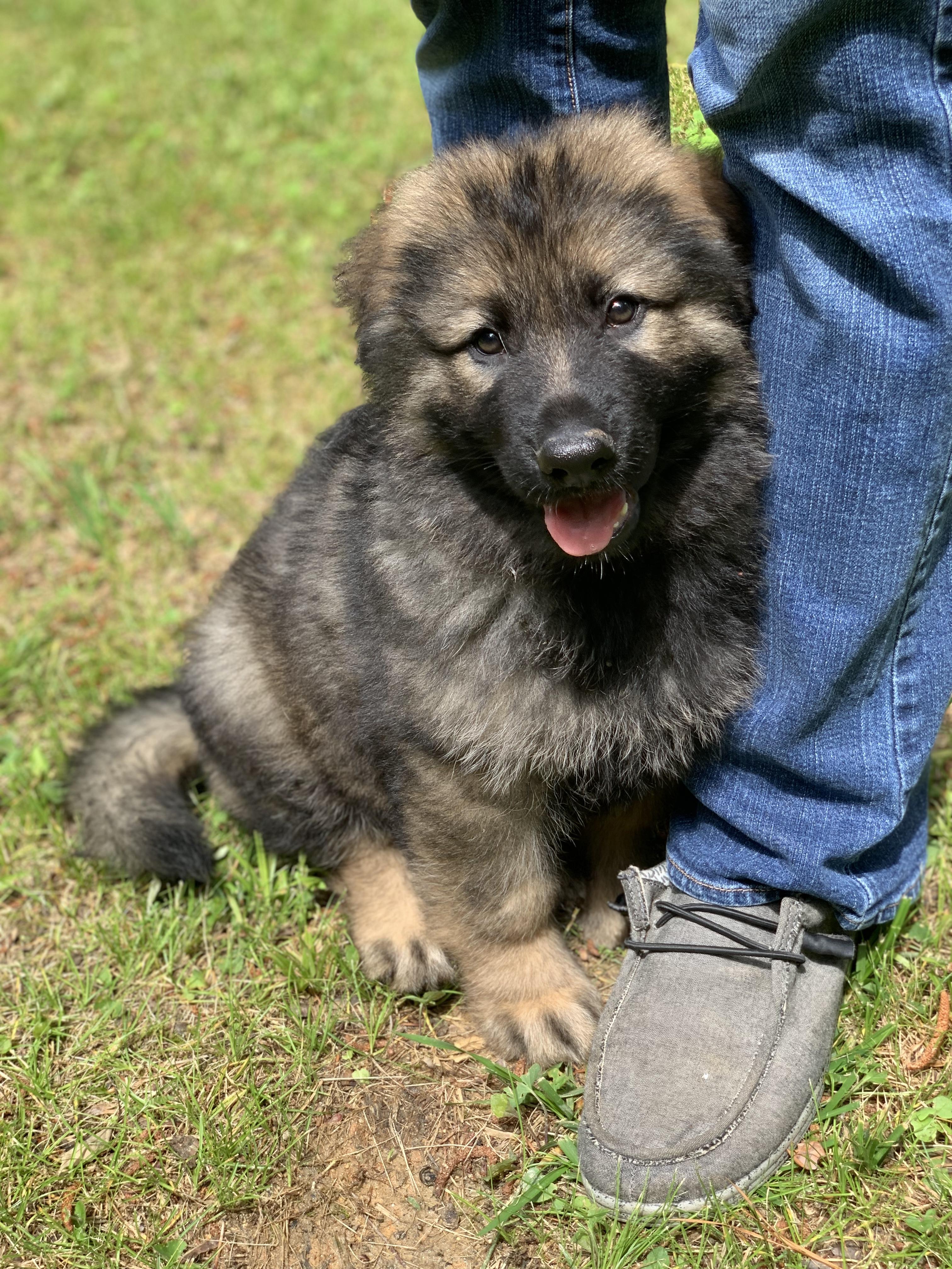 Enlarge Red, a Adopted German Shepherd Dog in Raleigh, NC image 1/5